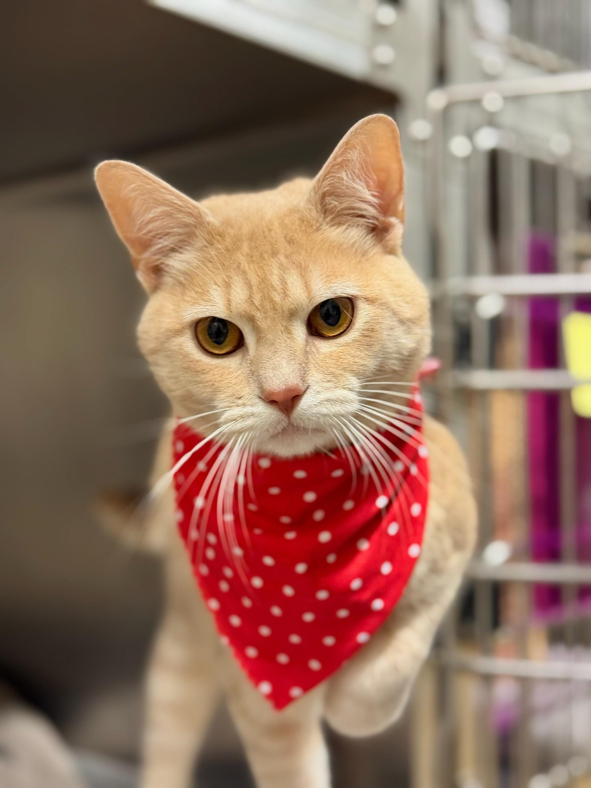 Chianti, Adopted, Young Male Domestic Short Hair.