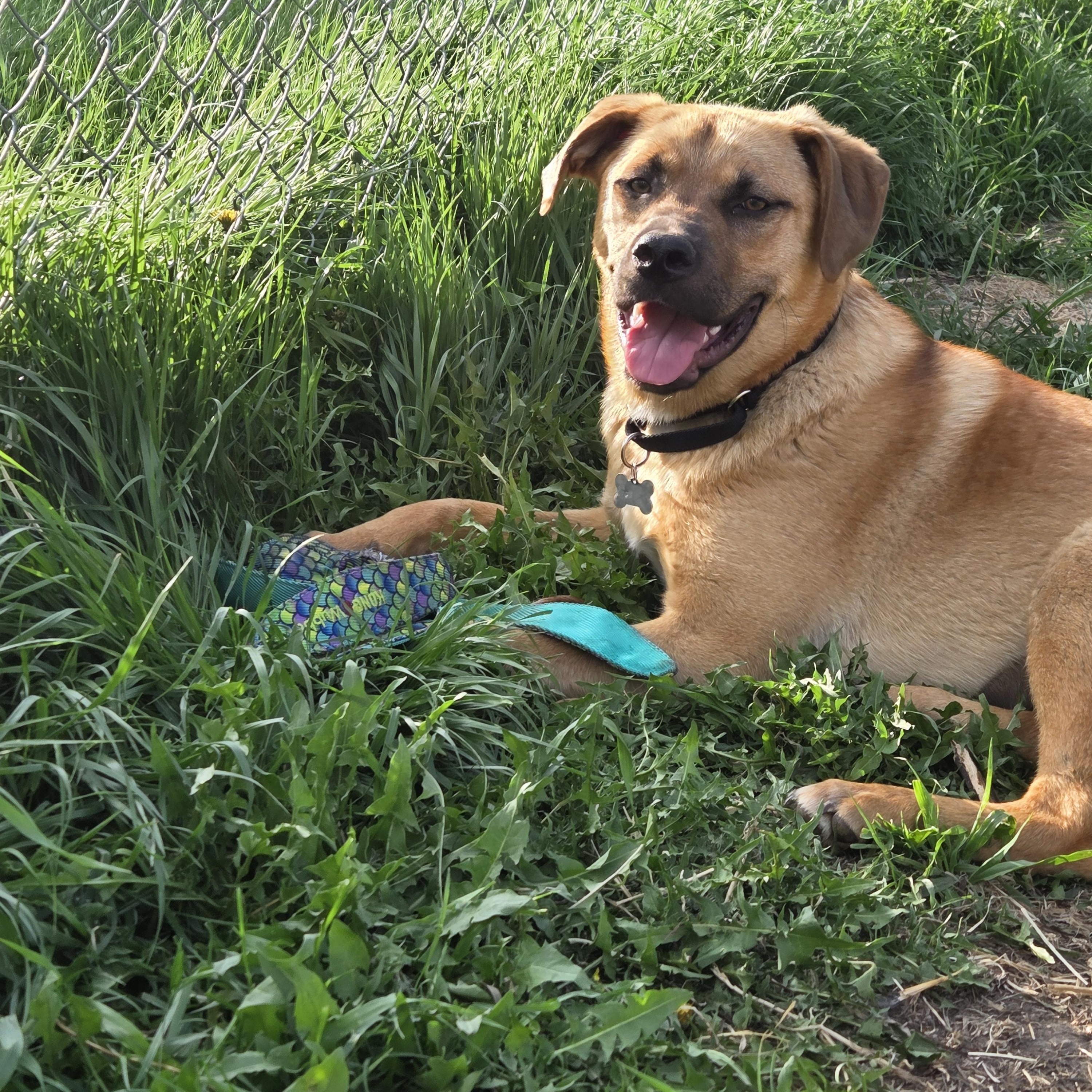 Frannie, ADOPTABLE, Young Female Mixed Breed.