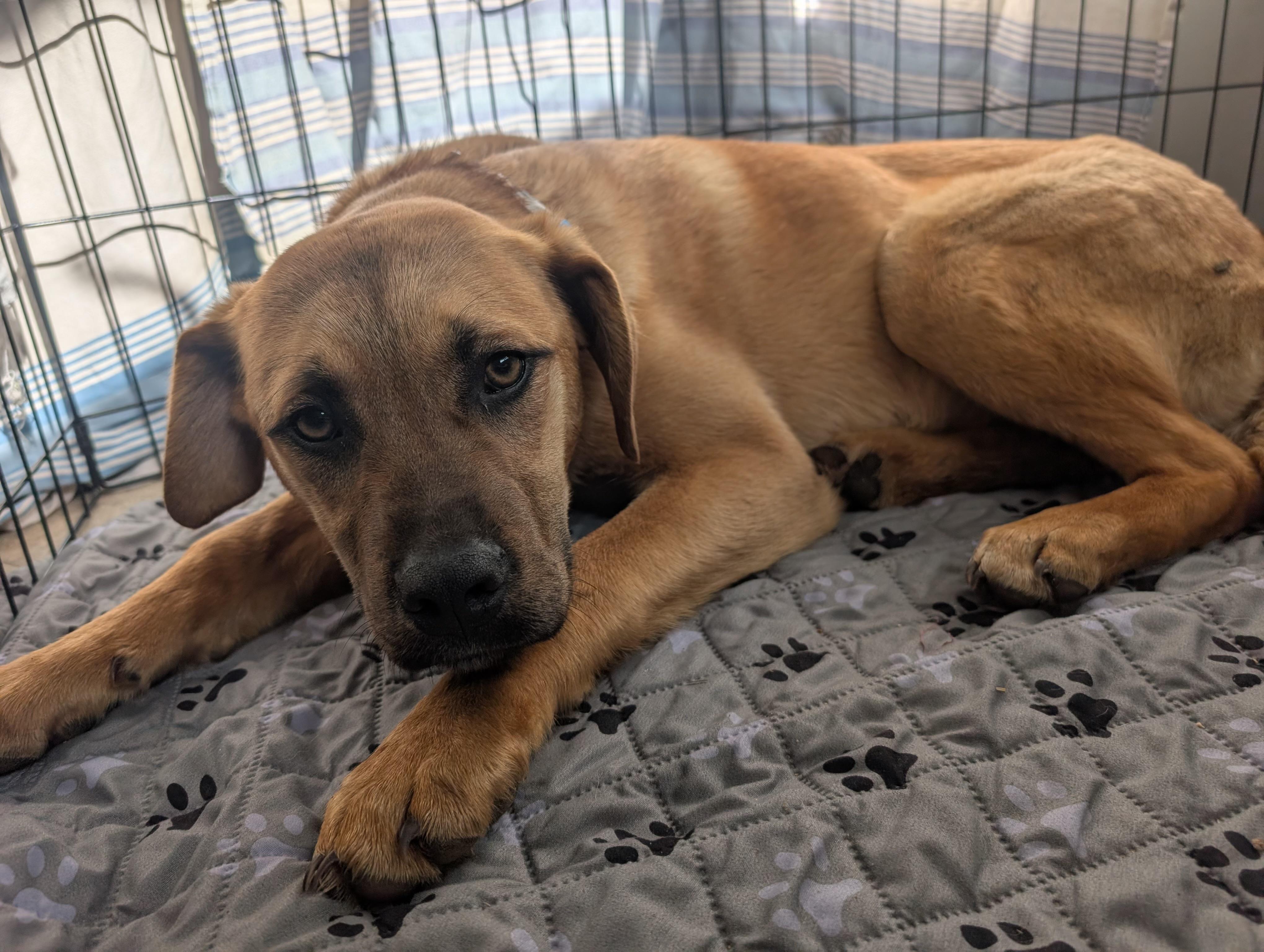 Frannie, a ADOPTABLE Mixed Breed in Saskatoon, SK image 4/6