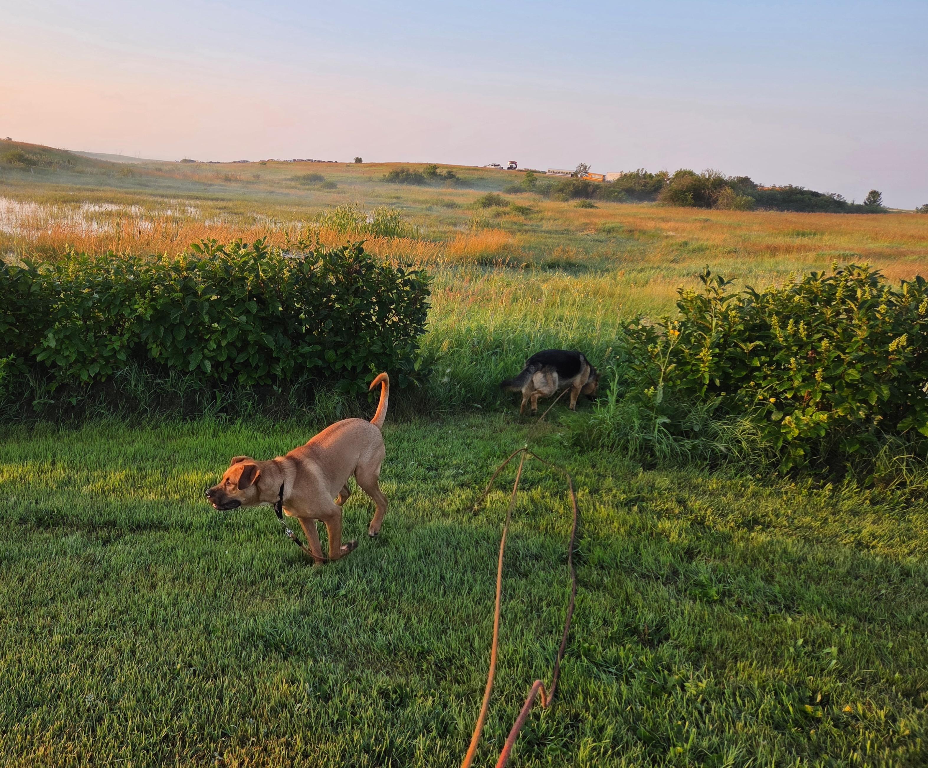 Frannie, a ADOPTABLE Mixed Breed in Saskatoon, SK image 6/6