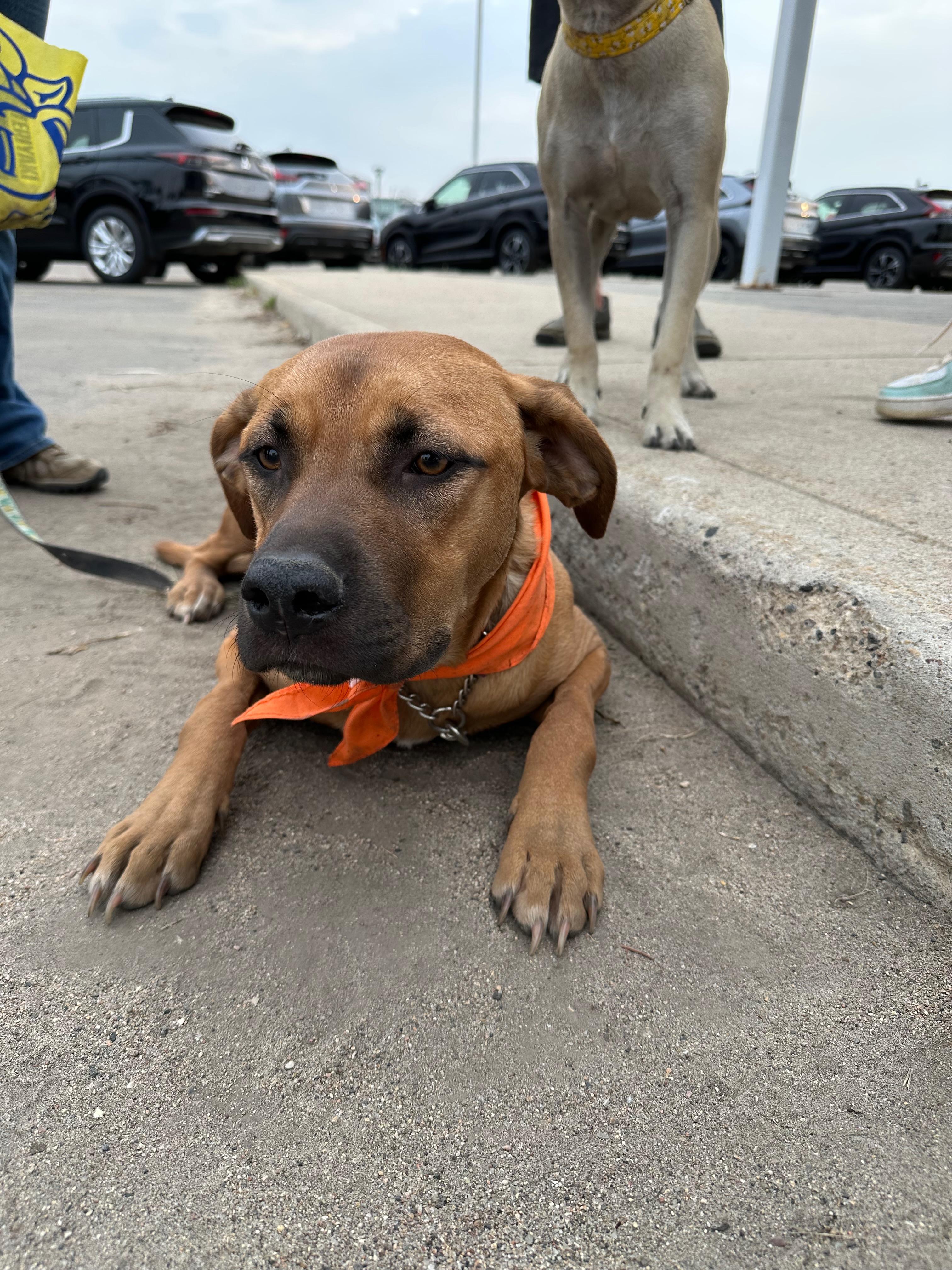 Frannie, a ADOPTABLE Mixed Breed in Saskatoon, SK image 5/6