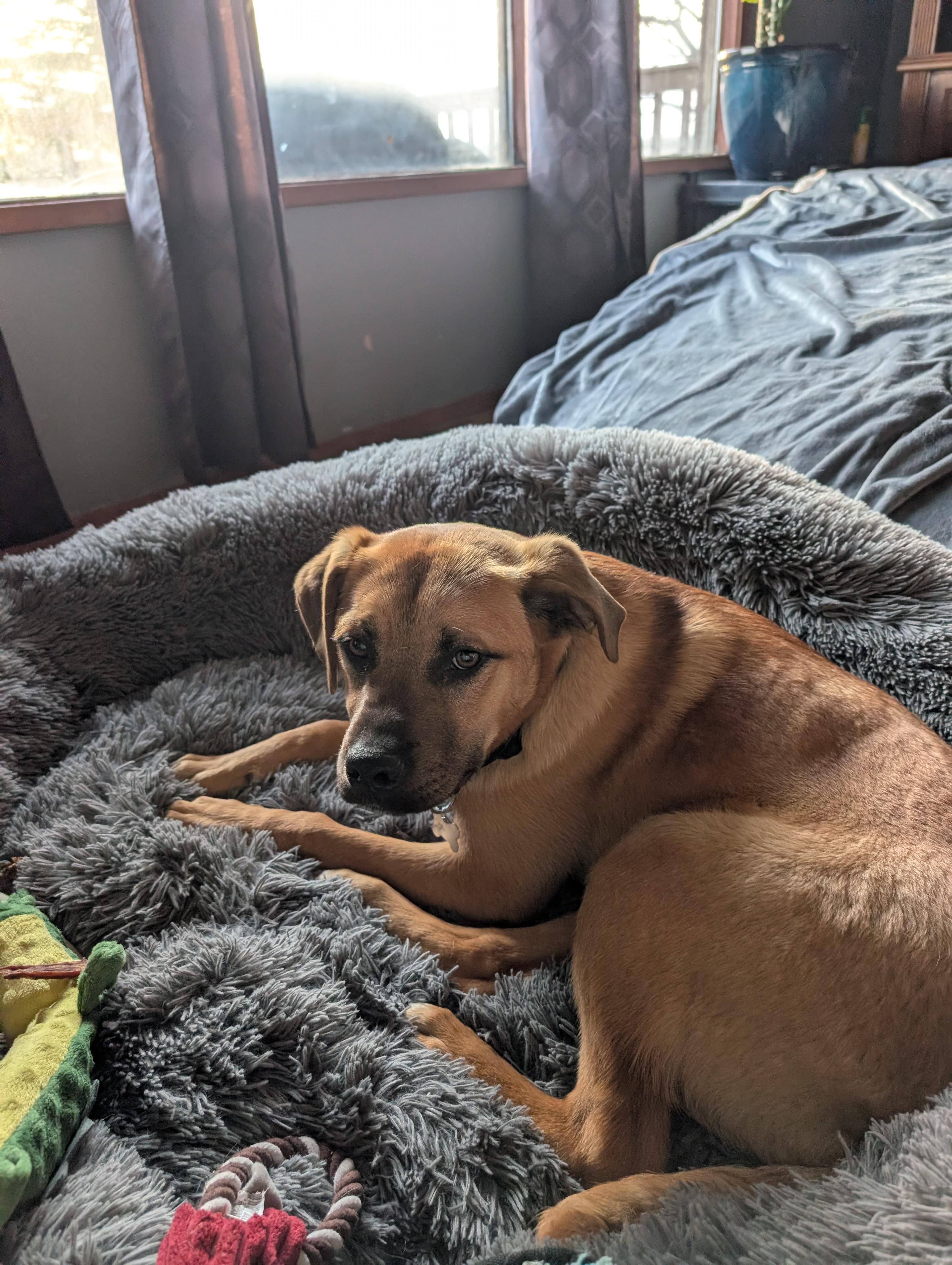 Frannie, a ADOPTABLE Mixed Breed in Saskatoon, SK image 5/6