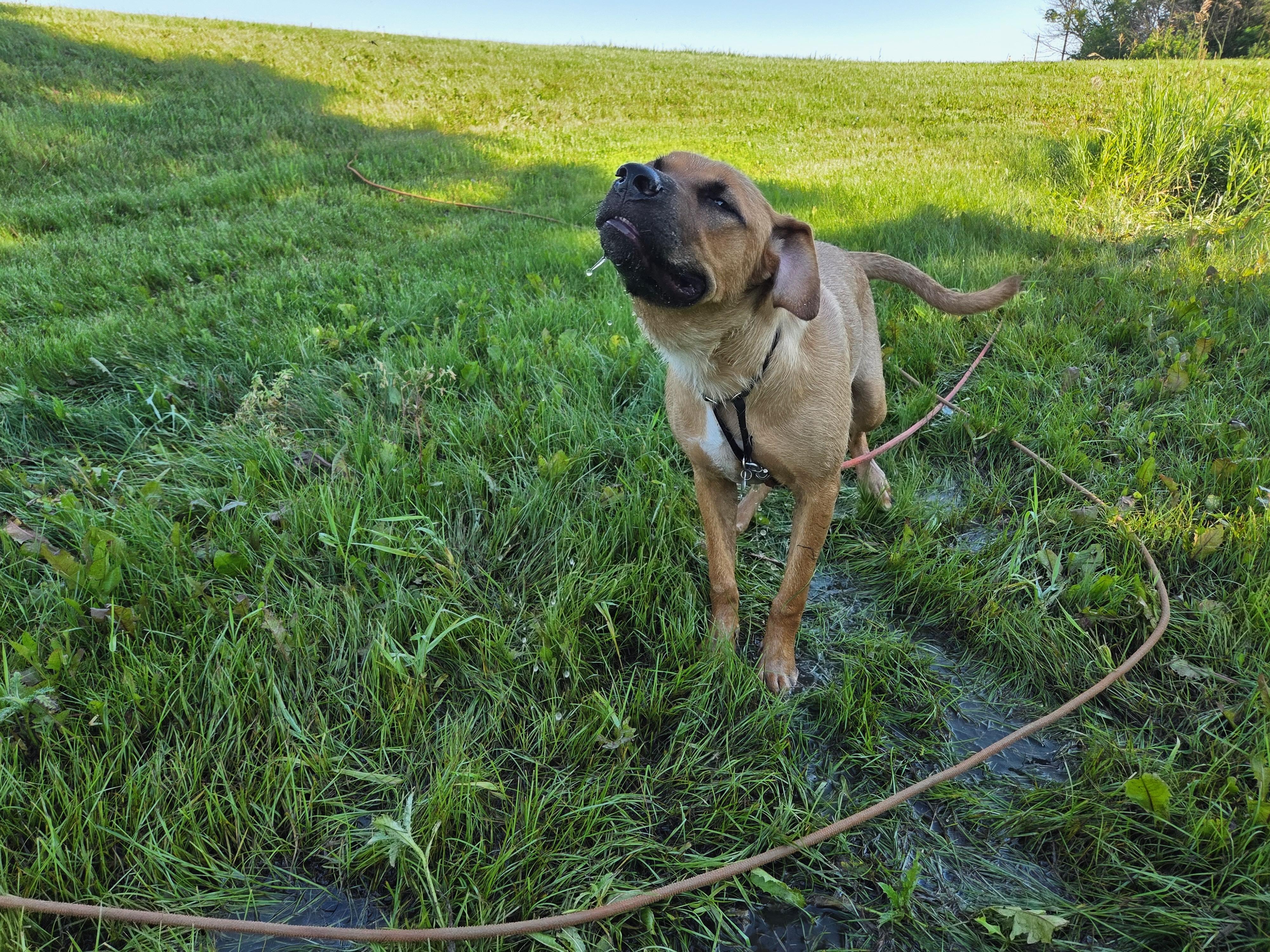 Frannie, a ADOPTABLE Mixed Breed in Saskatoon, SK image 3/6
