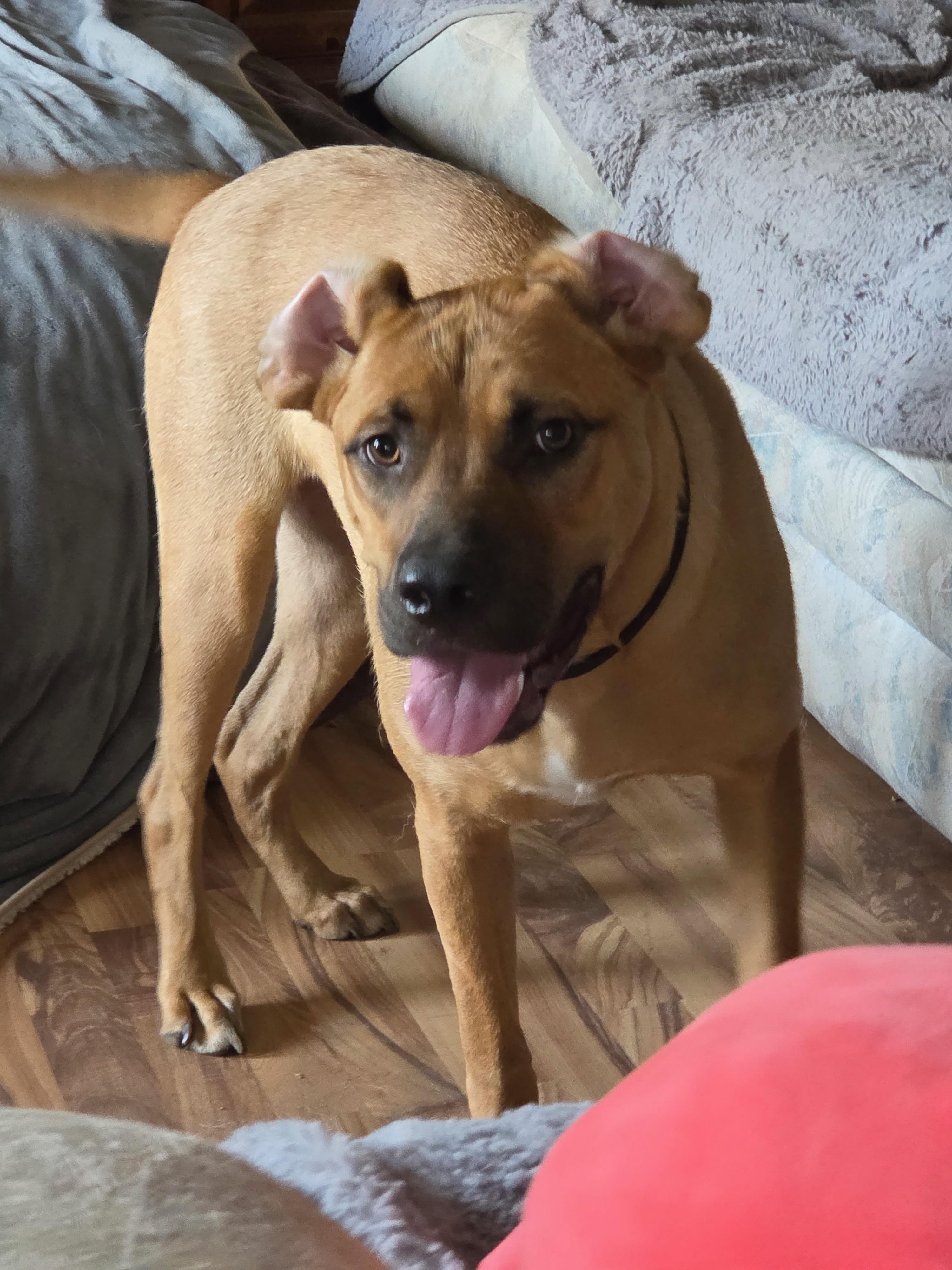 Frannie, ADOPTABLE, Puppy Female Mixed Breed.
