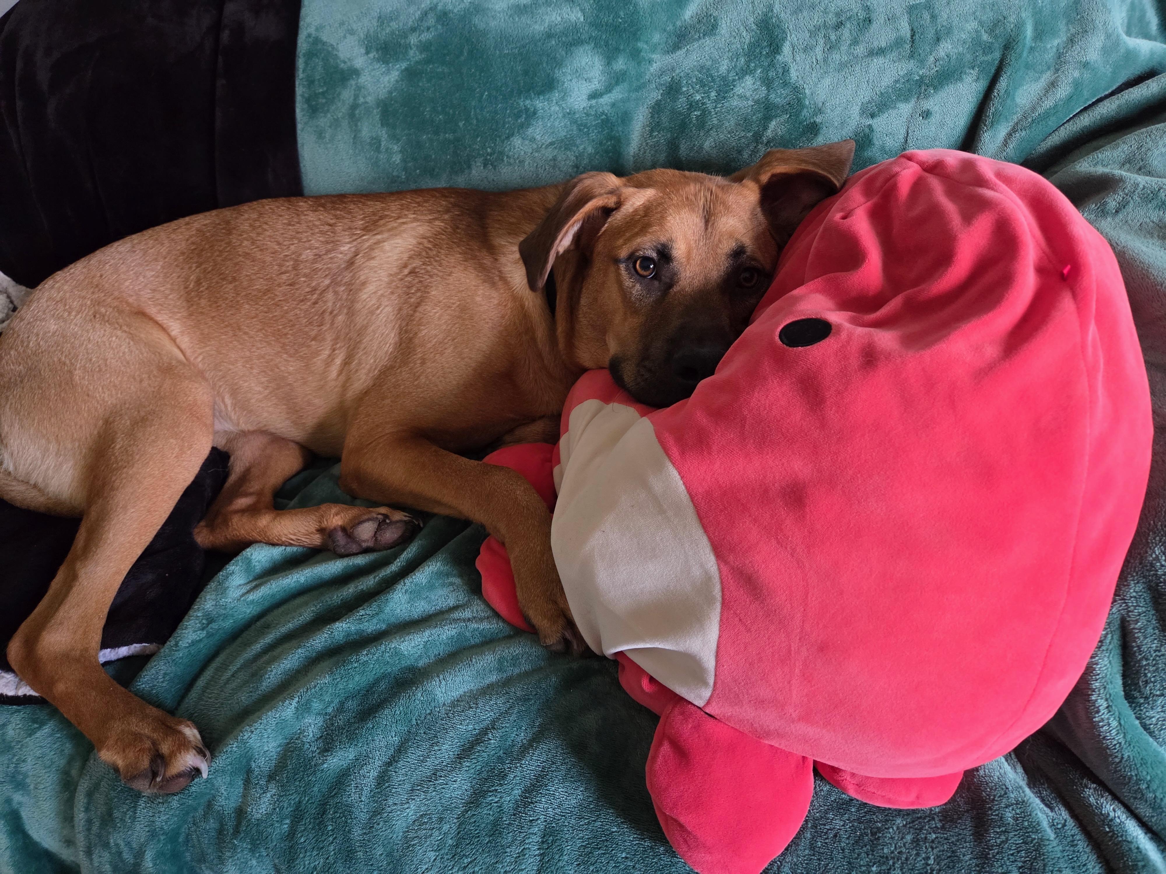 Frannie, a ADOPTABLE Mixed Breed in Saskatoon, SK image 4/6