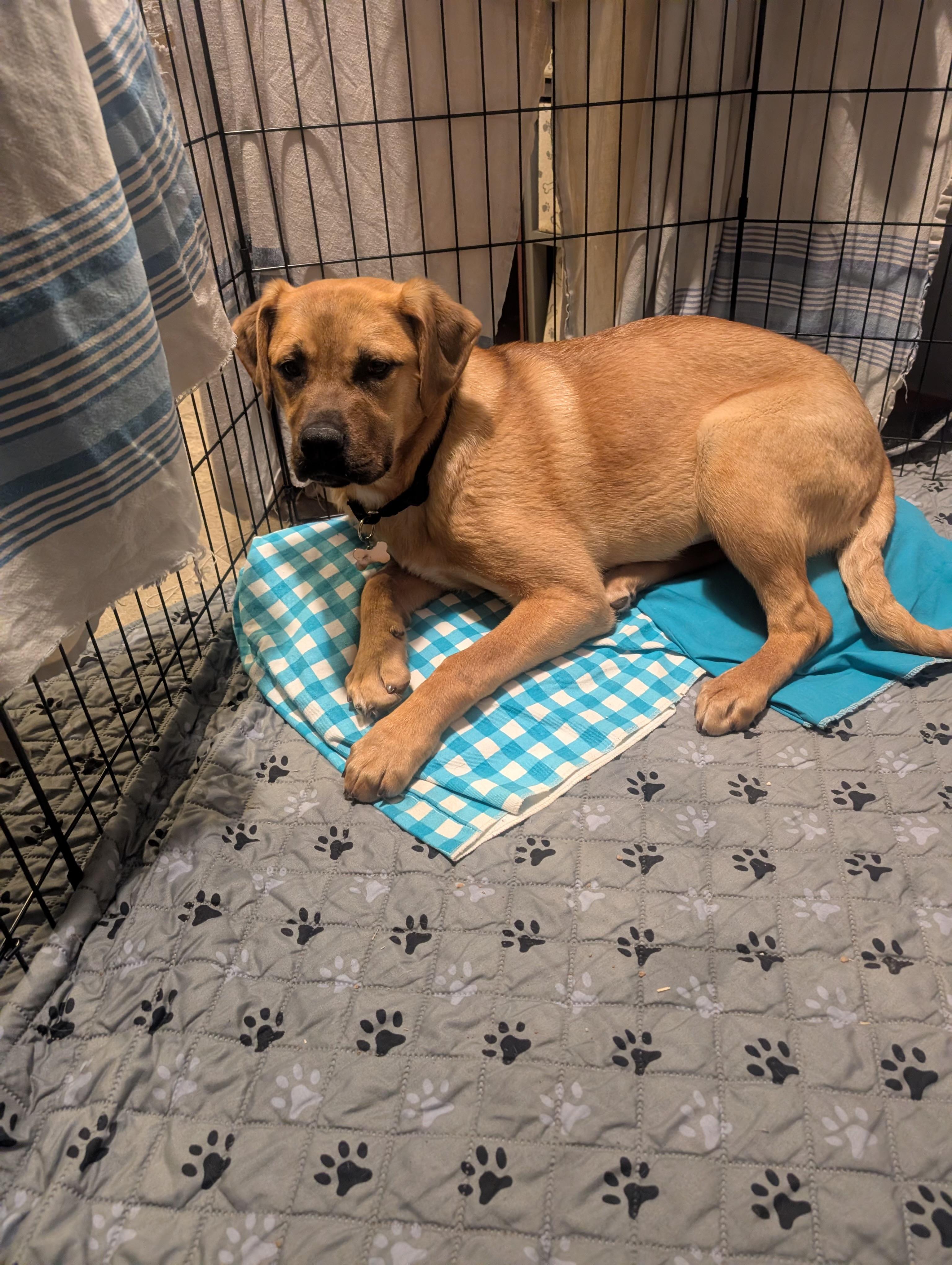 Frannie, a ADOPTABLE Mixed Breed in Saskatoon, SK image 6/6