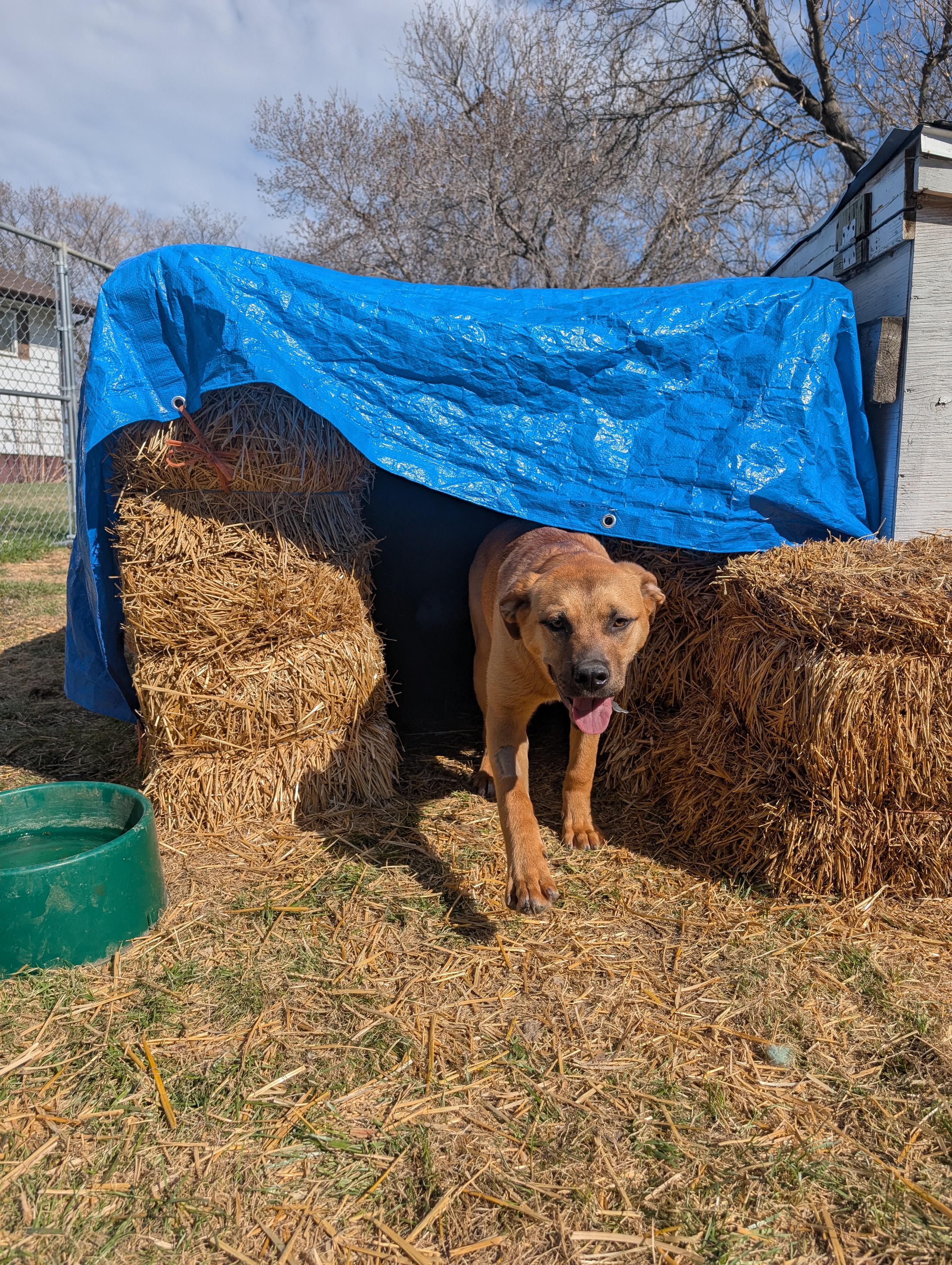 Frannie, a ADOPTABLE Mixed Breed in Saskatoon, SK image 3/6