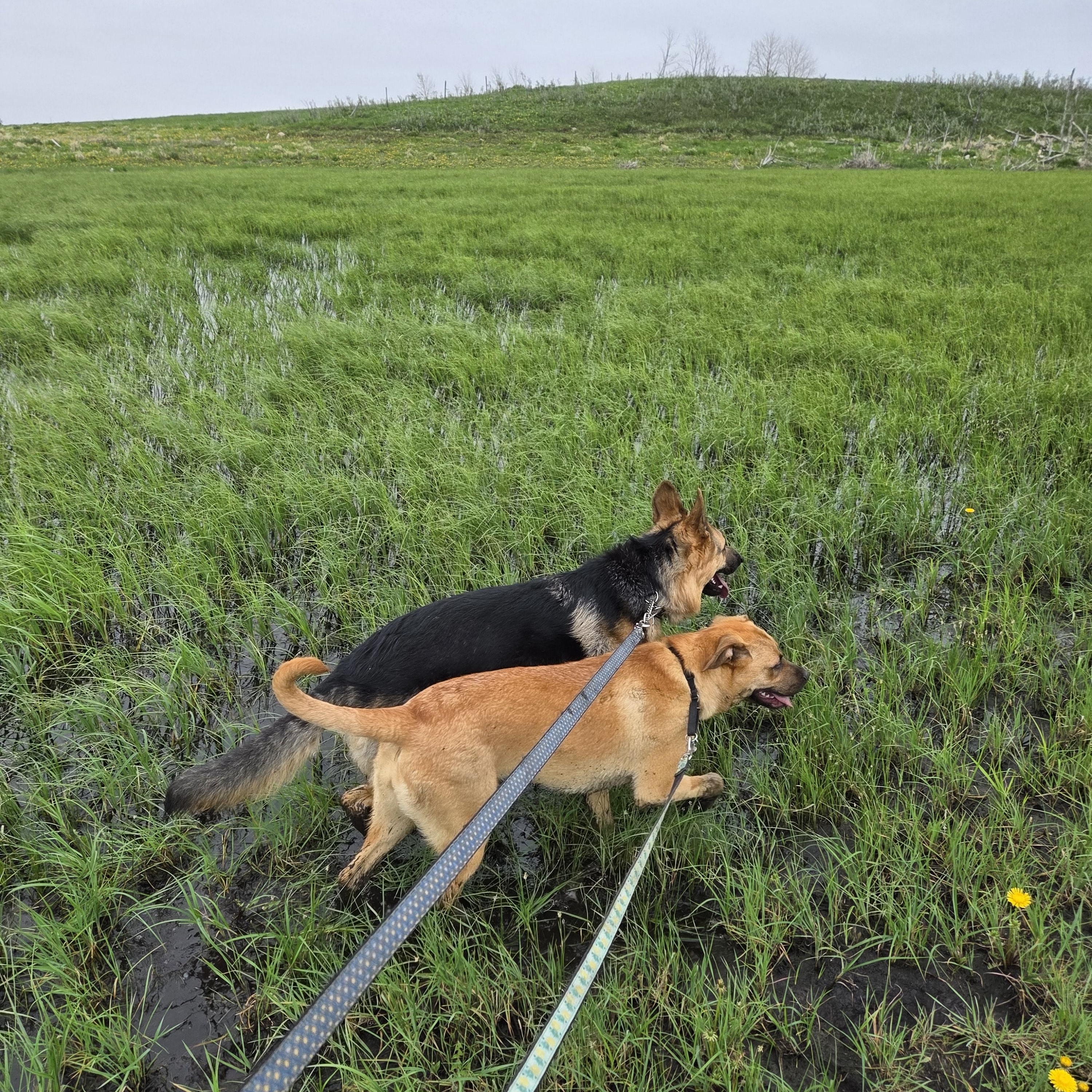 Frannie, a ADOPTABLE Mixed Breed in Saskatoon, SK image 3/6