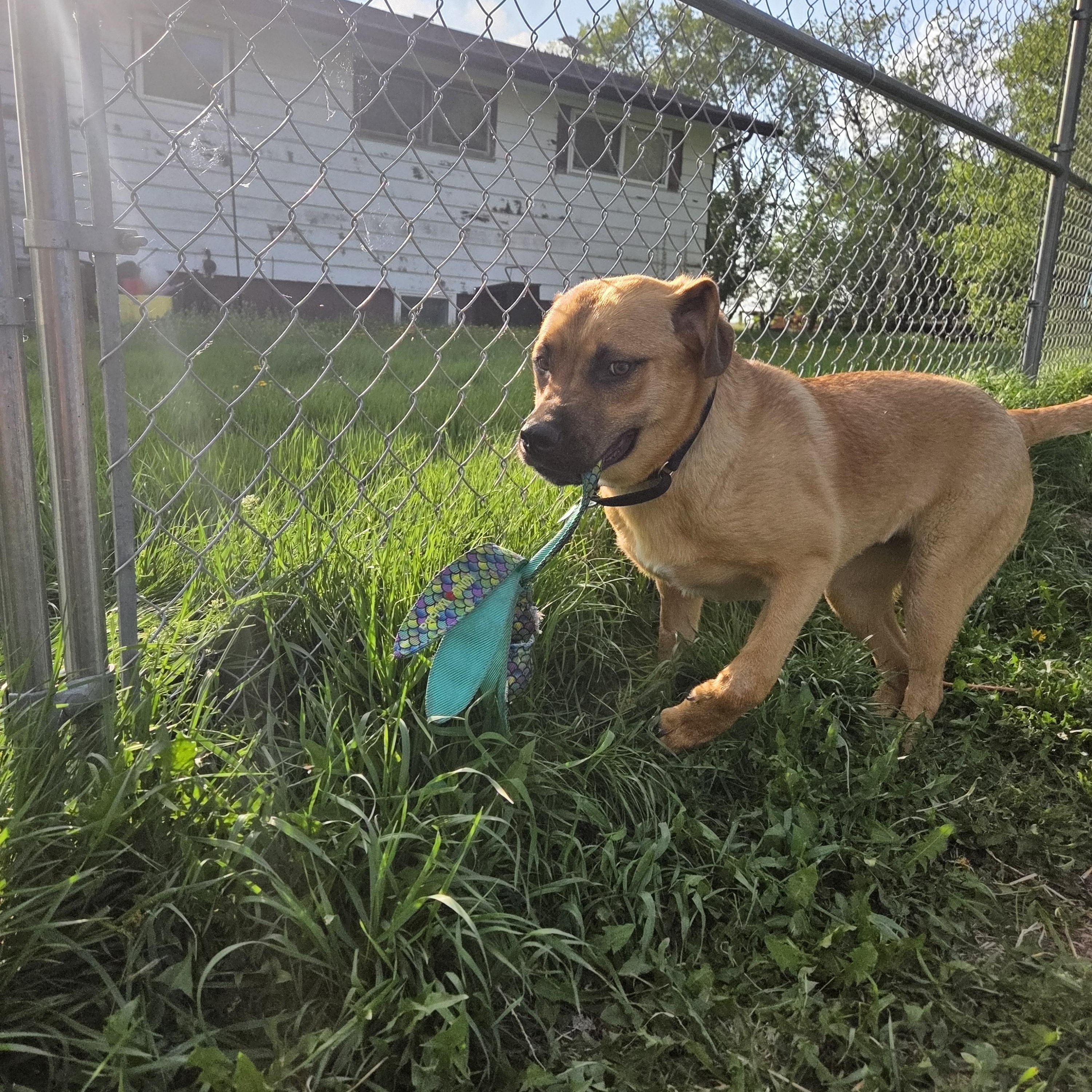Frannie, a ADOPTABLE Mixed Breed in Saskatoon, SK image 6/6