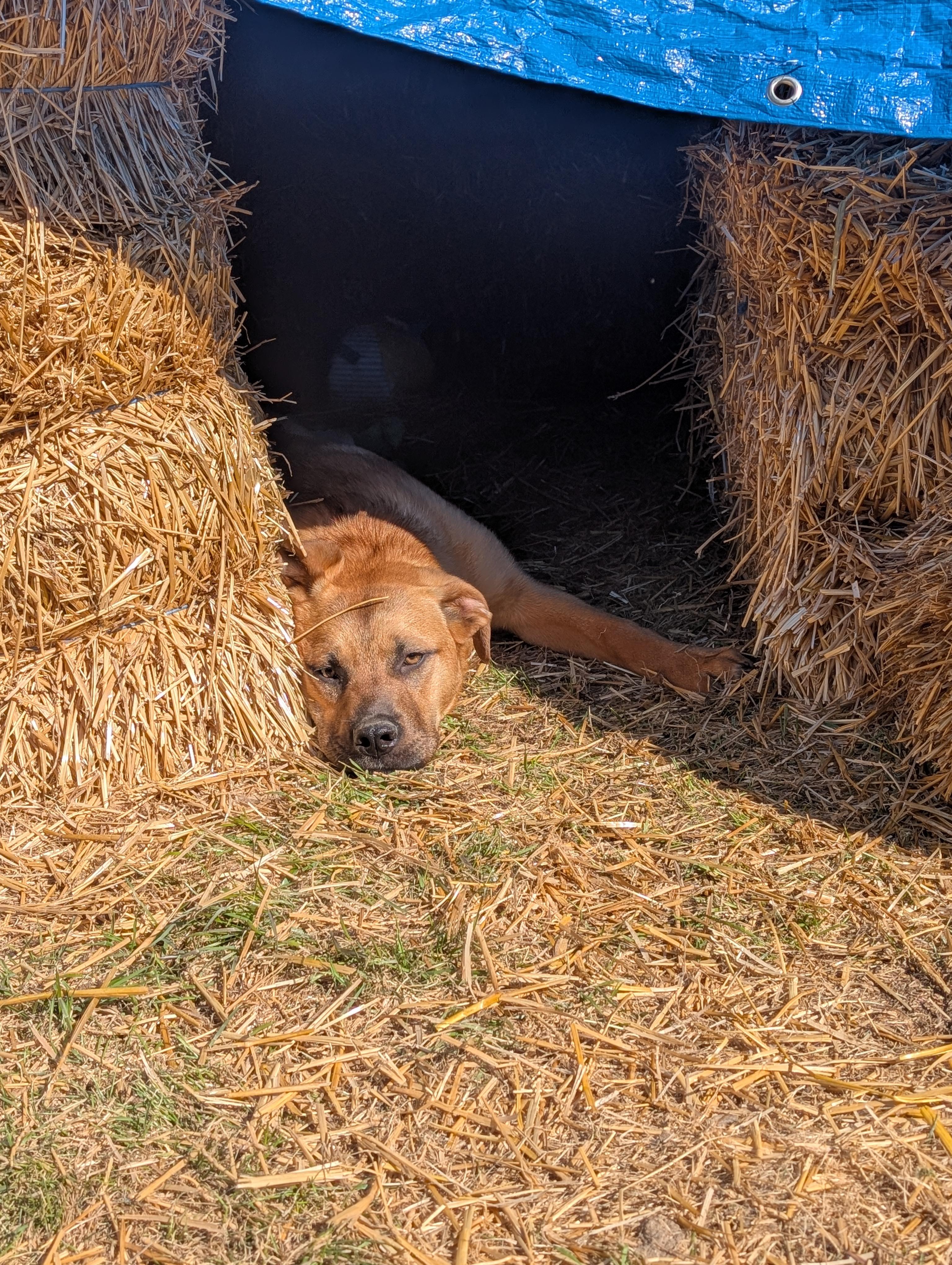 Frannie, a ADOPTABLE Mixed Breed in Saskatoon, SK image 2/6