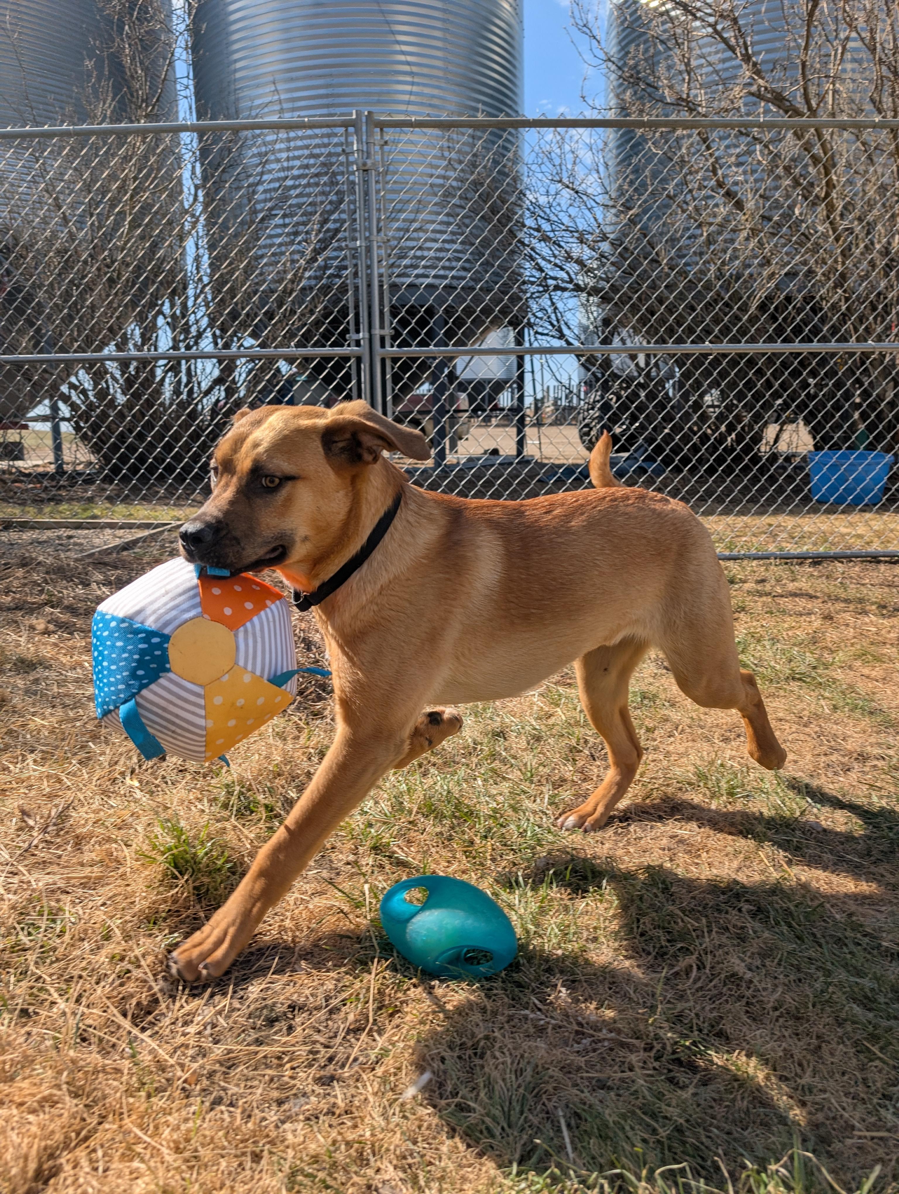 Frannie, ADOPTABLE, Young Female Mixed Breed.