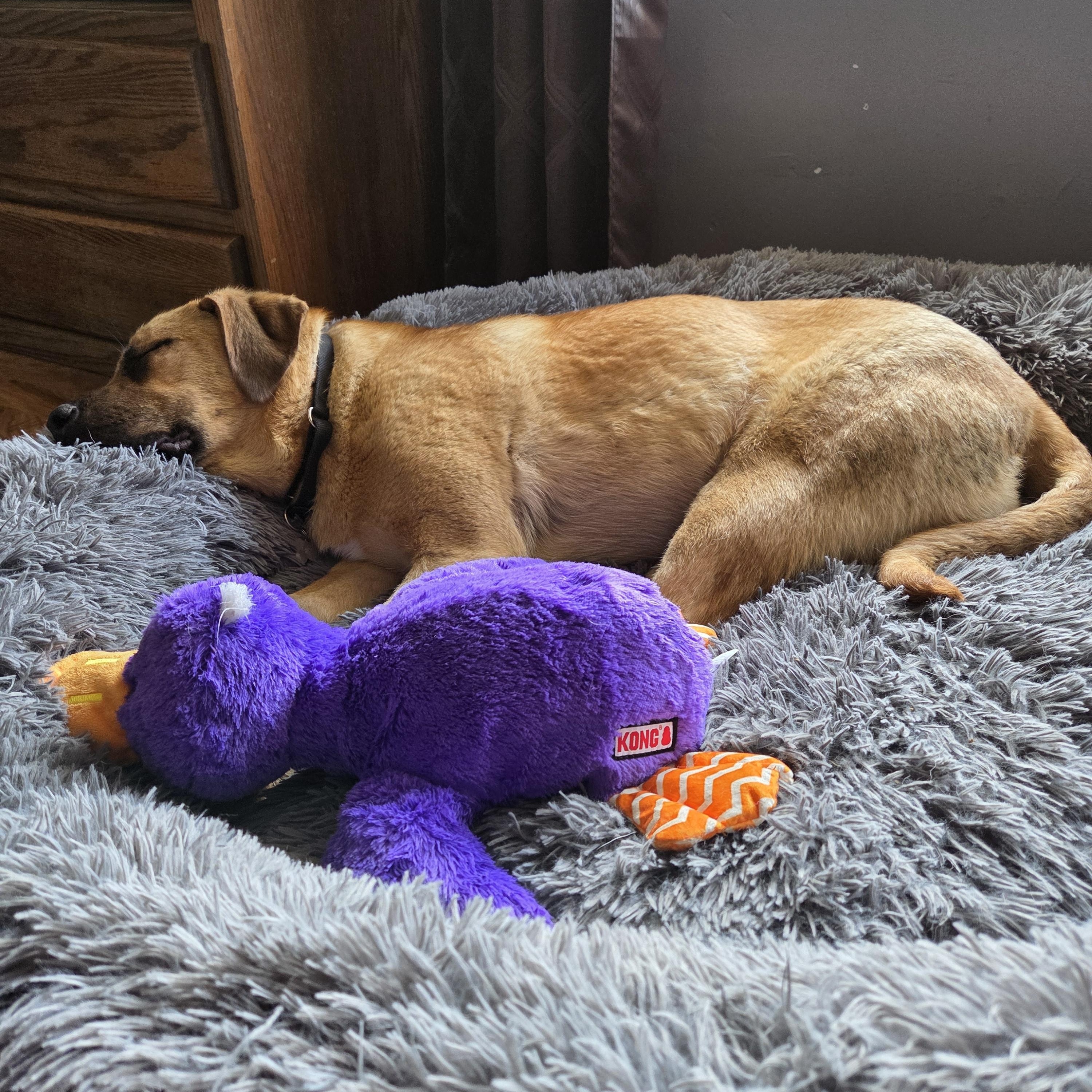 Frannie, a ADOPTABLE Mixed Breed in Saskatoon, SK image 2/6