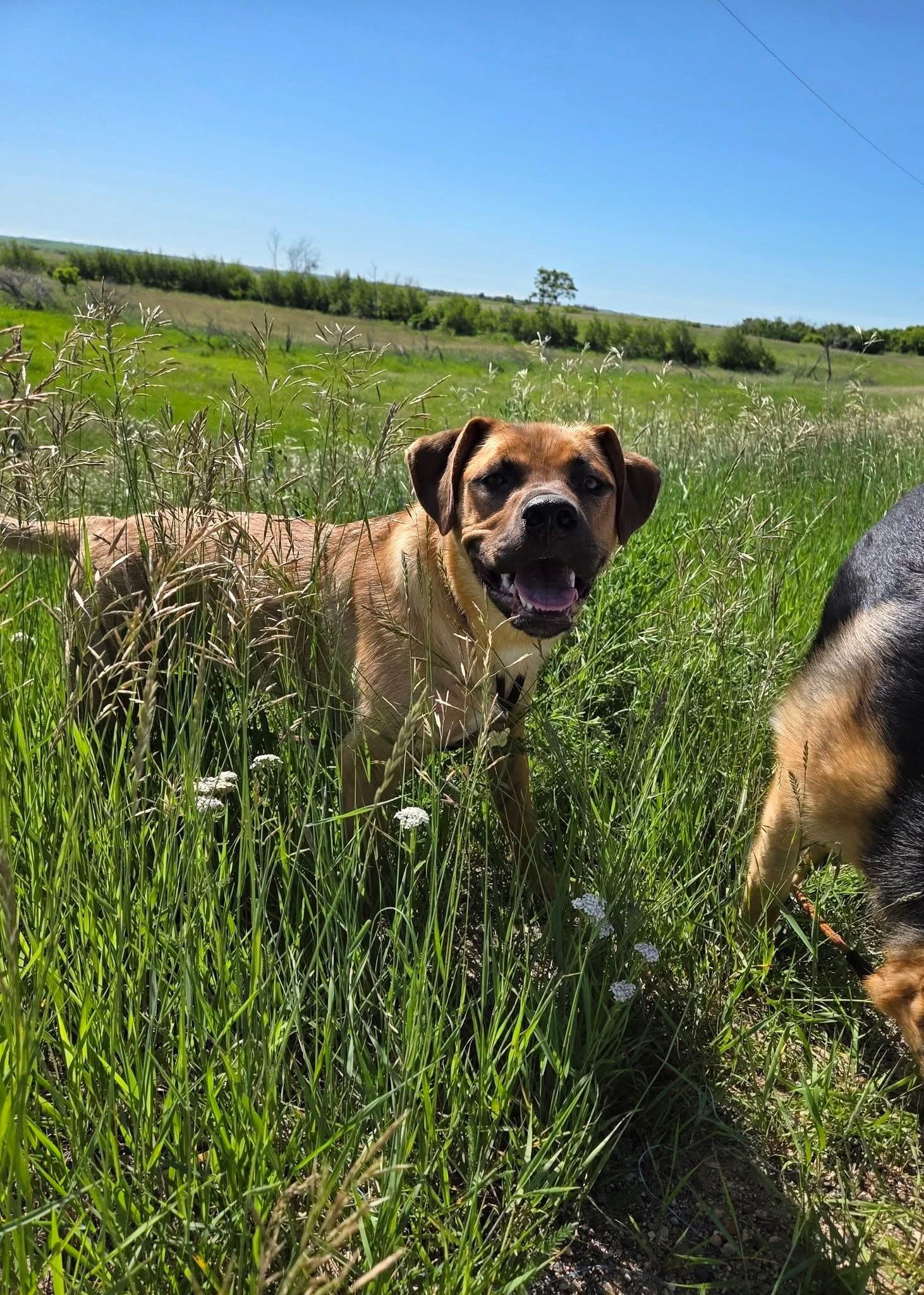 Enlarge Frannie, a ADOPTABLE Mixed Breed in Saskatoon, SK image 1/6