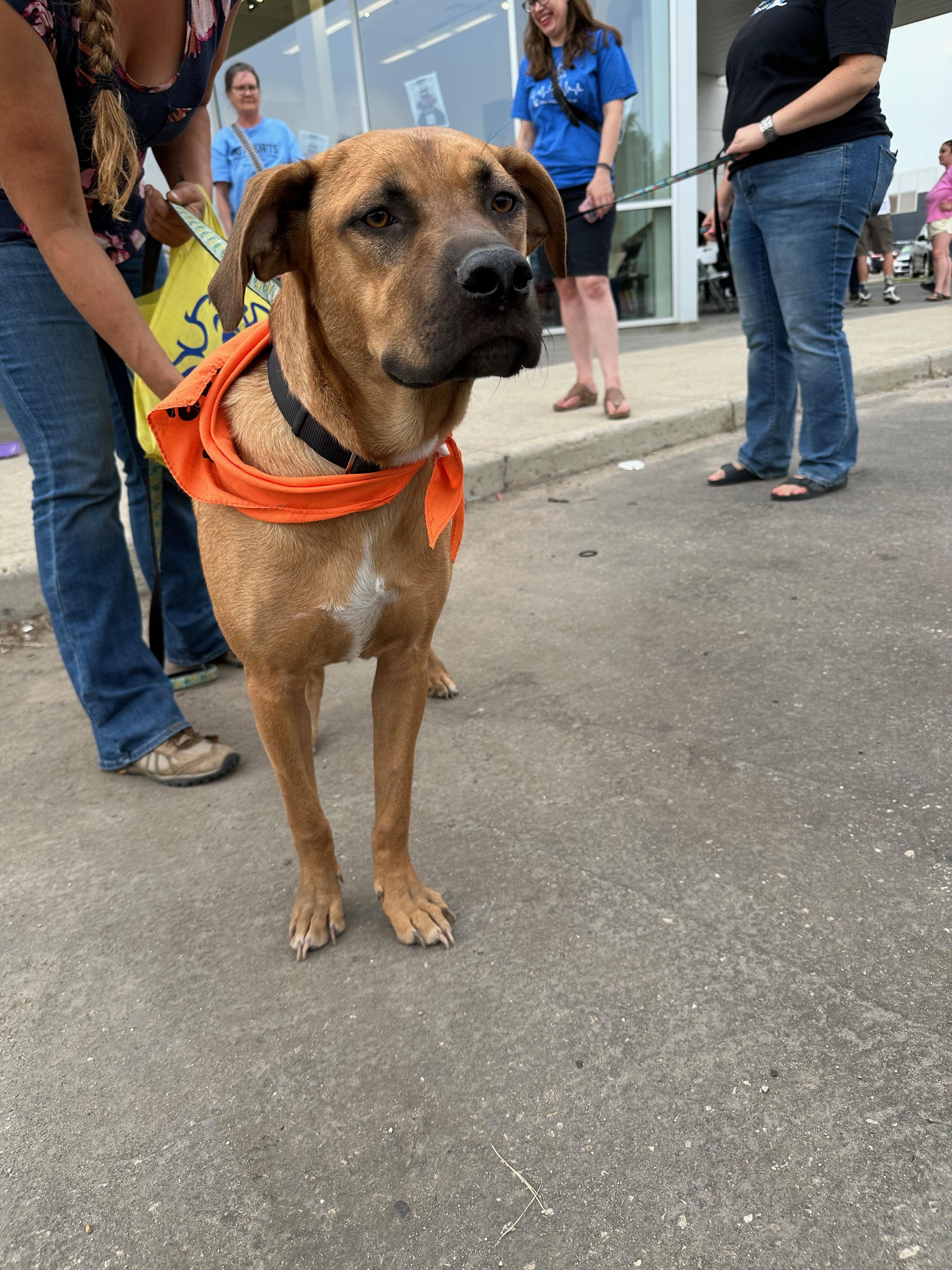 Frannie, a ADOPTABLE Mixed Breed in Saskatoon, SK image 2/6