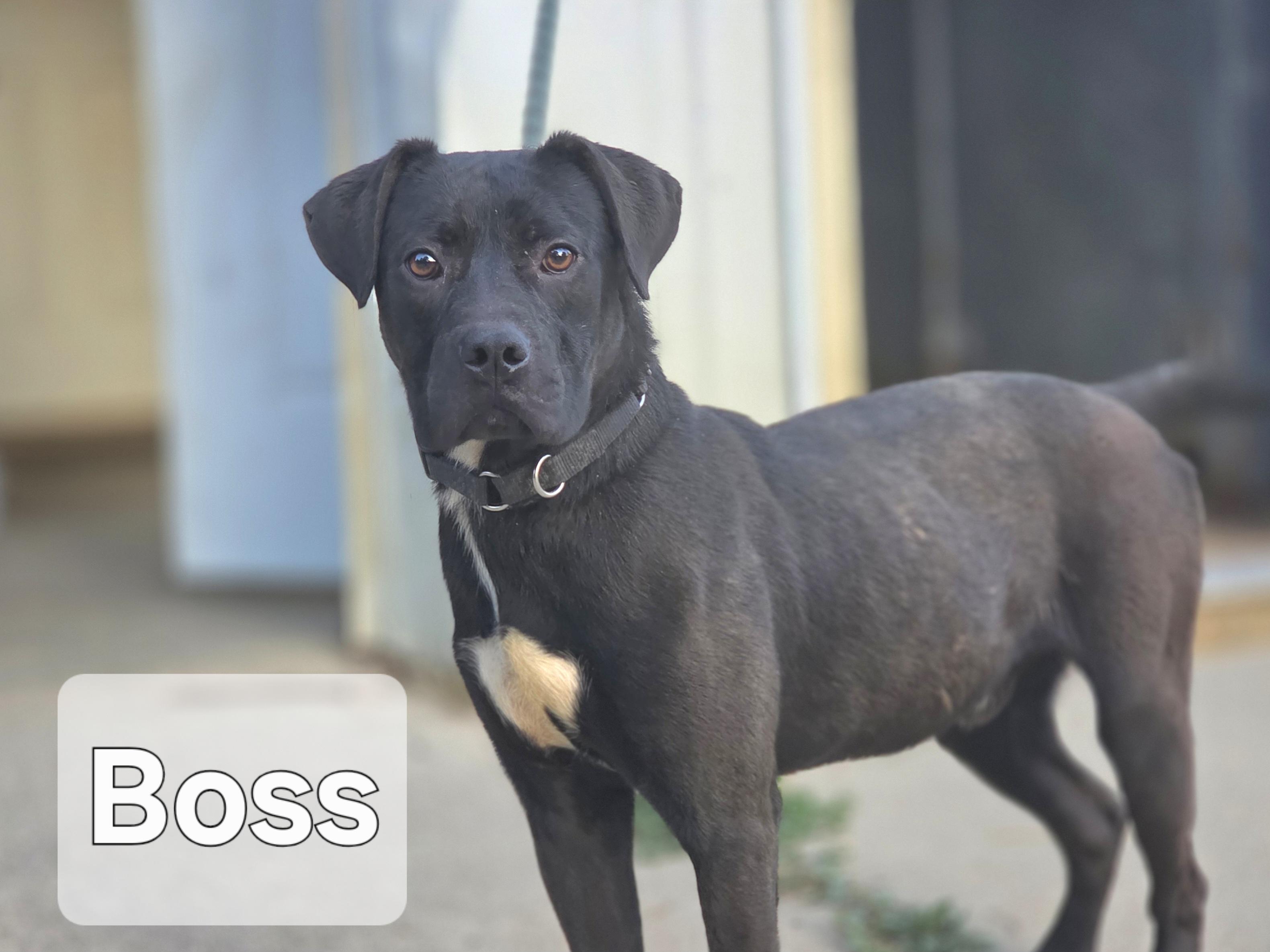 Enlarge Boss, a Adoptable mixed breed in Walthill, NE image 1/1