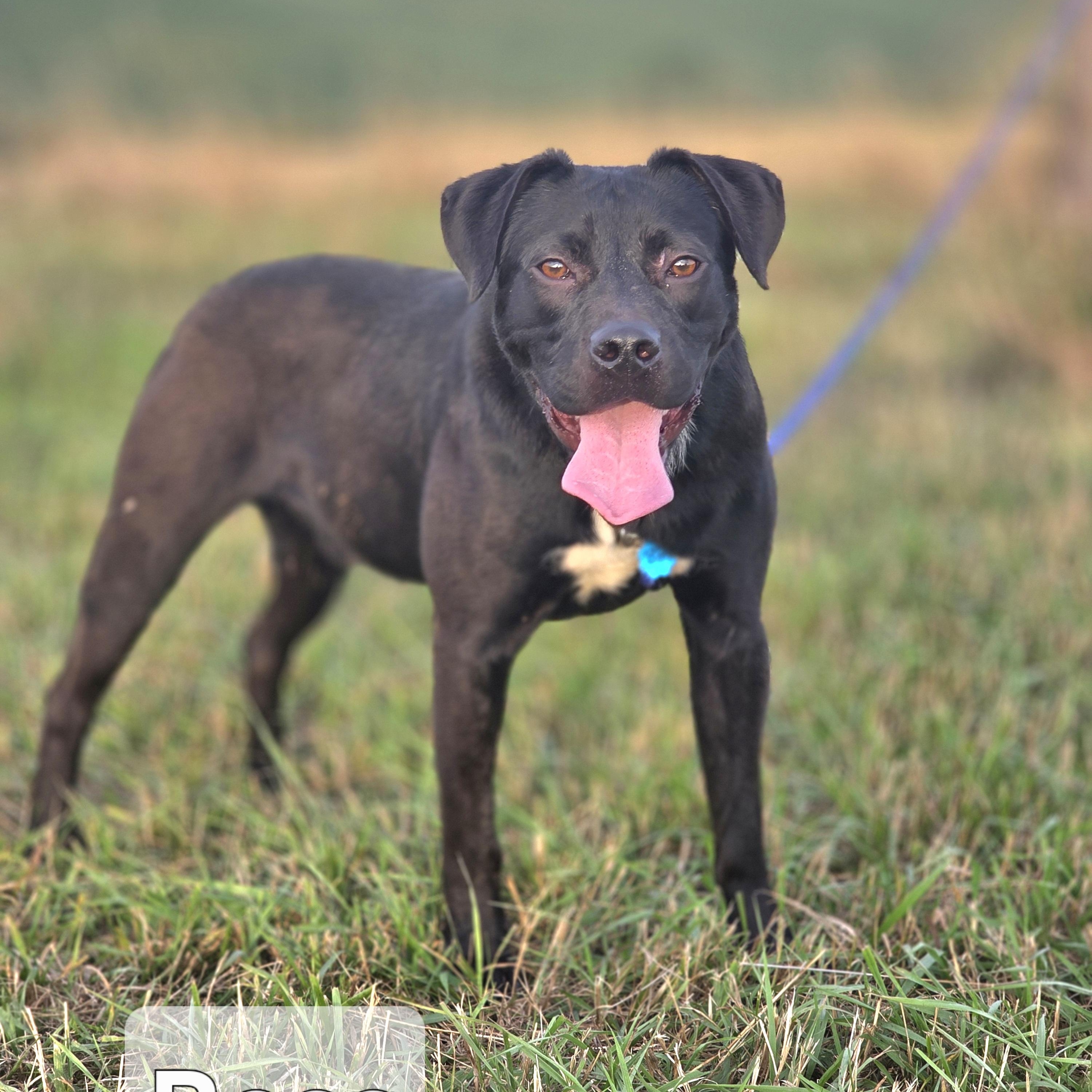 Enlarge Boss, a Adoptable mixed breed in Walthill, NE image 5/5