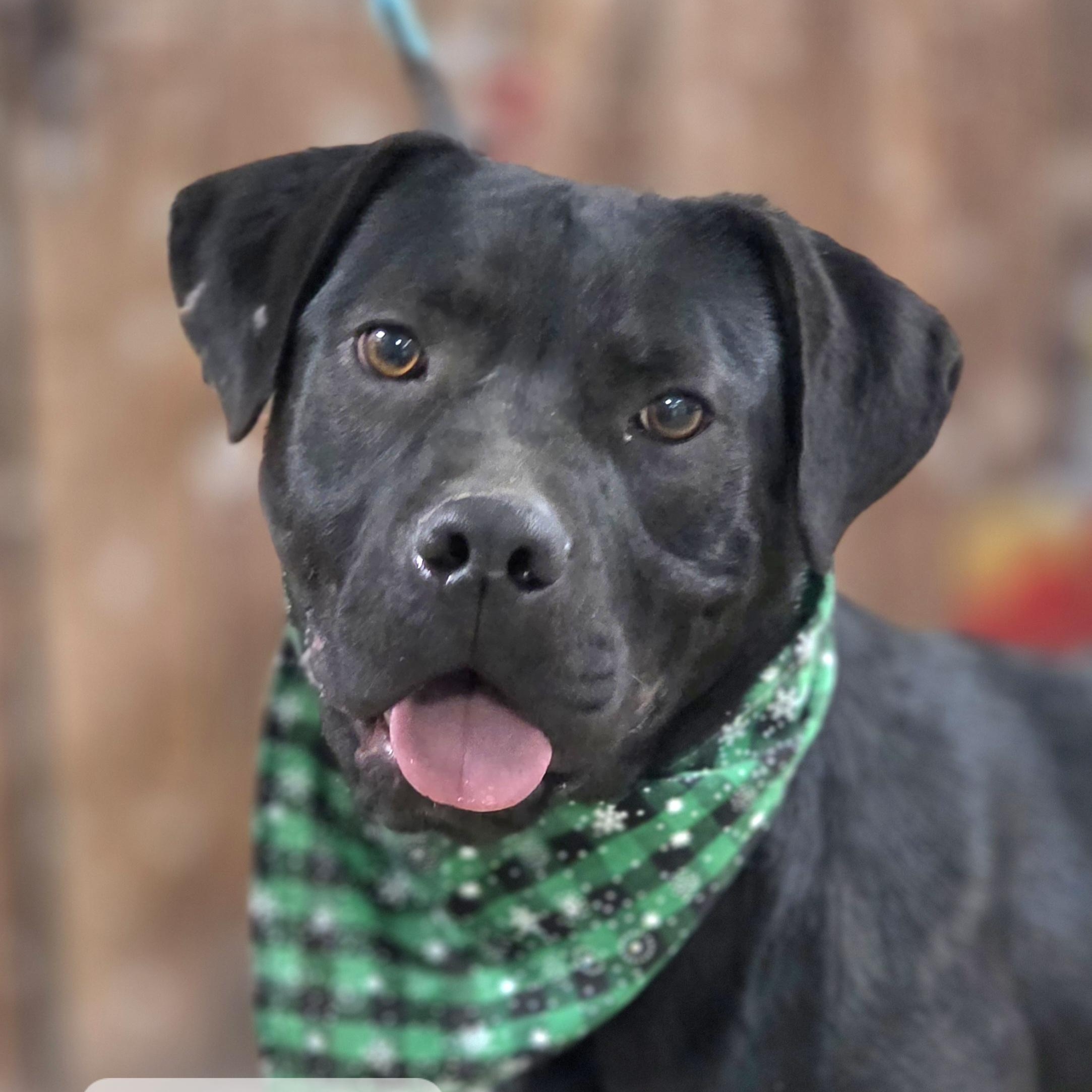 Enlarge Boss, a Adoptable mixed breed in Walthill, NE image 1/5