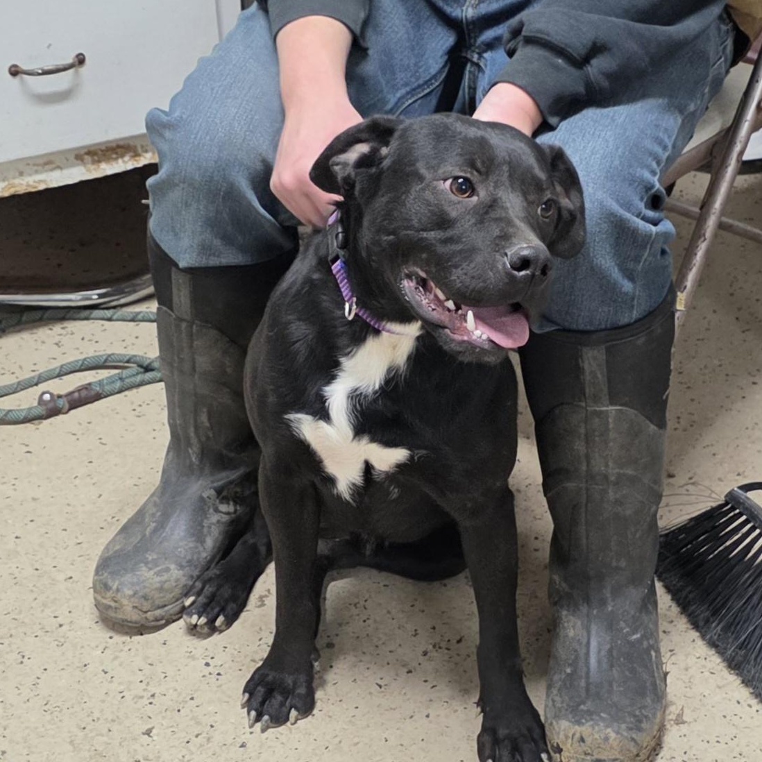 Enlarge Boss, a Adoptable mixed breed in Walthill, NE image 3/5