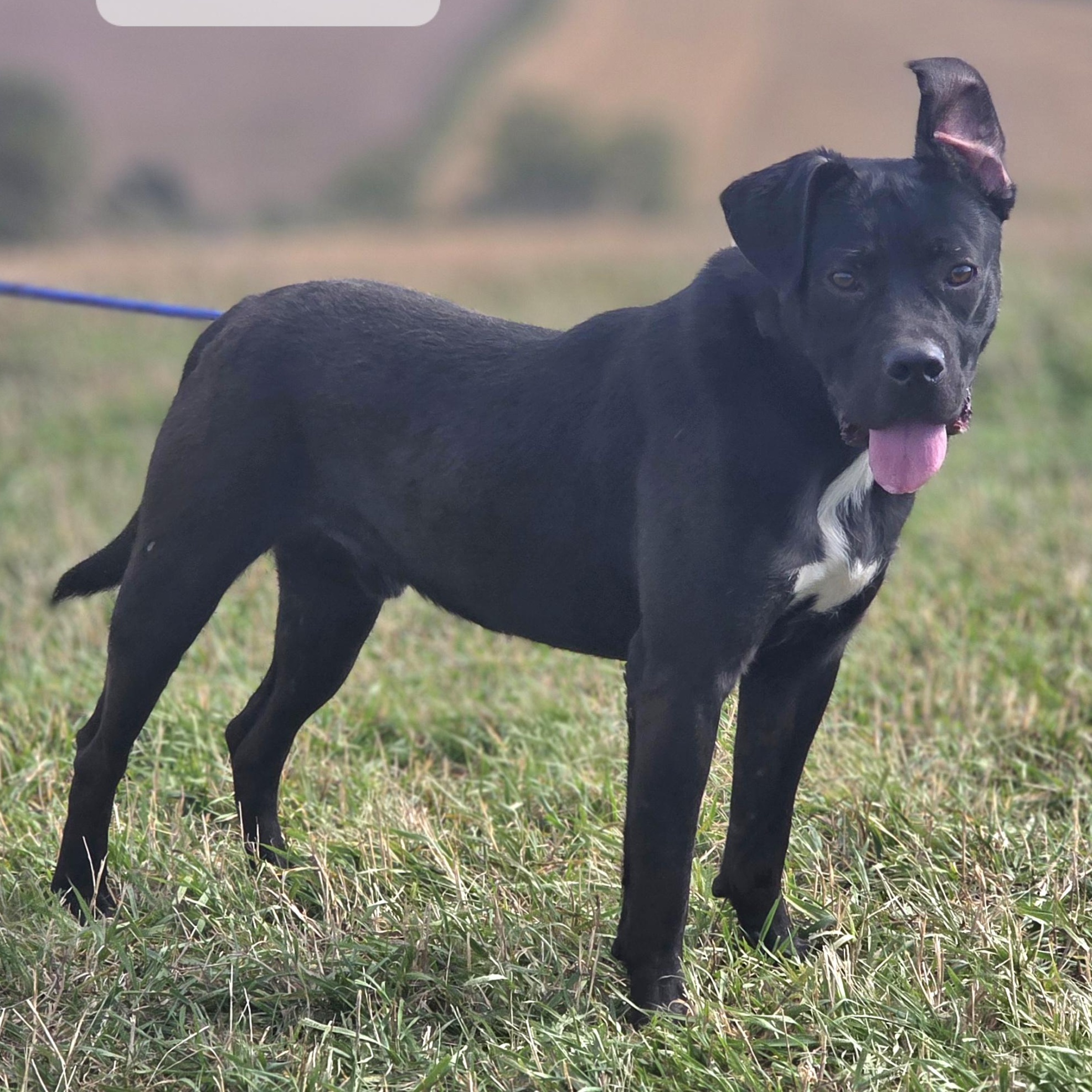 Enlarge Boss, a Adoptable mixed breed in Walthill, NE image 2/5