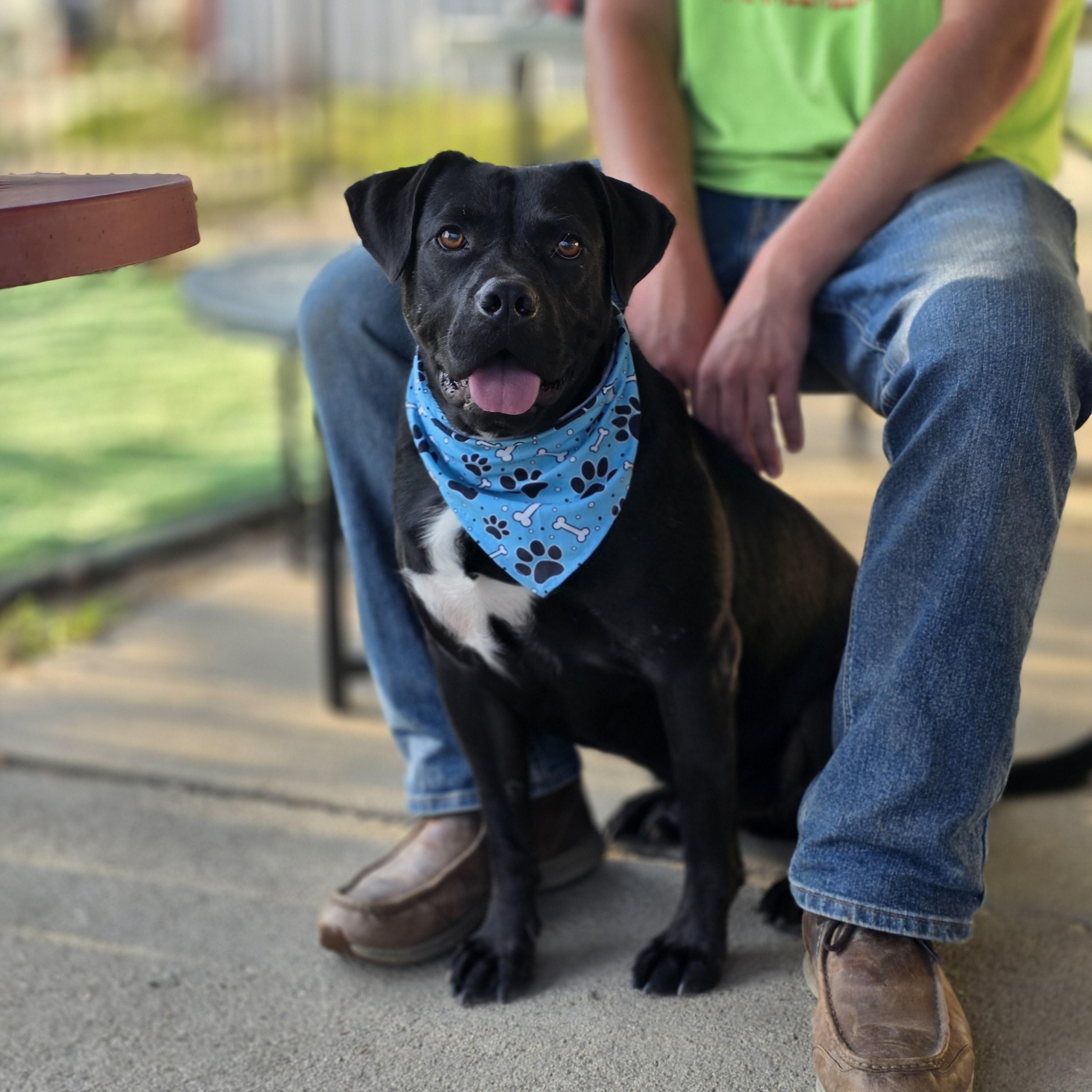 Boss, Adoptable, Adult Male Boxer.