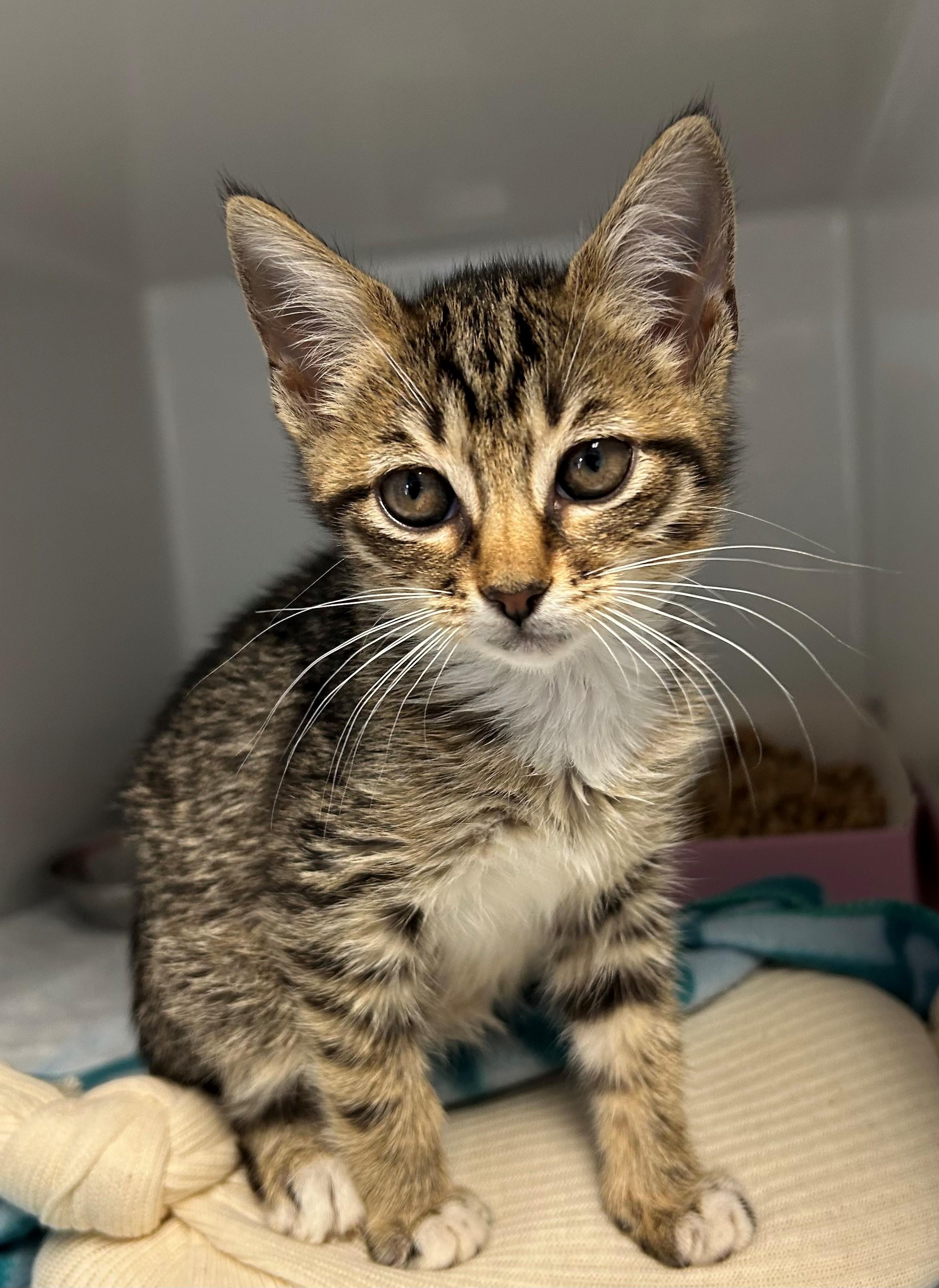 Ratatouille, Baby Female Domestic Short Hair