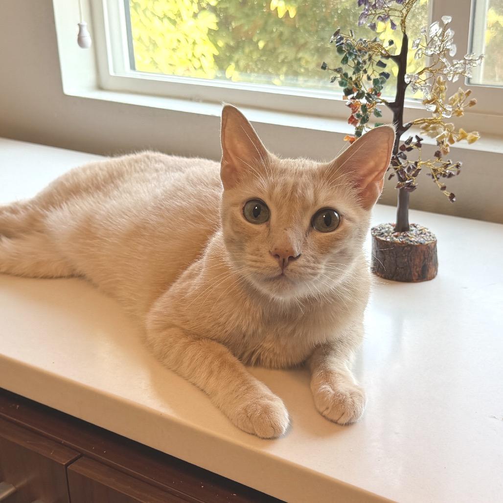 Enlarge Cooper, a Adoptable Domestic Short Hair in Hemet, CA image 2/3