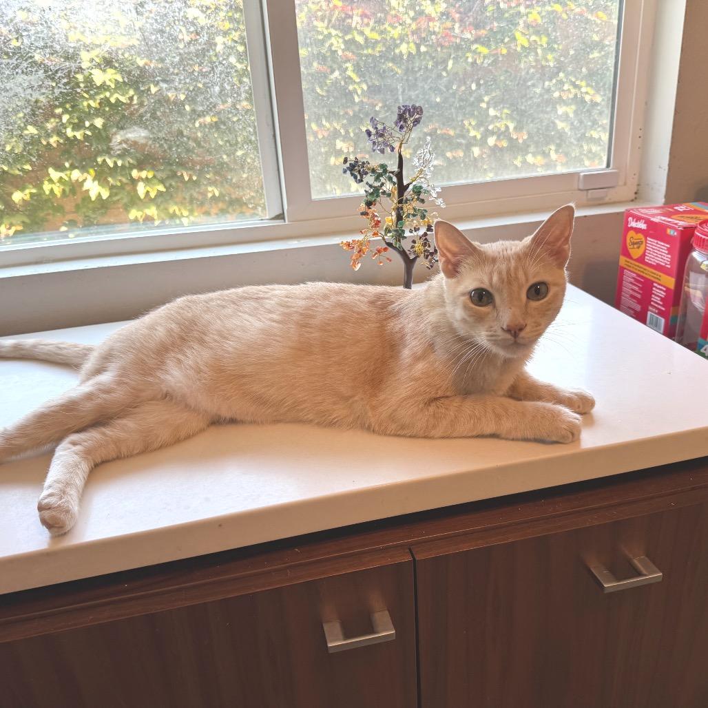 Enlarge Cooper, a Adoptable Domestic Short Hair in Hemet, CA image 3/3
