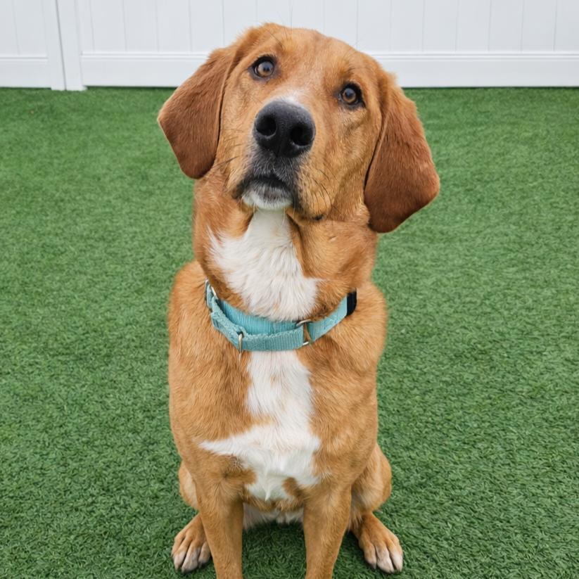 Beaux, adoptable, Young Male Bloodhound & Australian Cattle Dog / Blue Heeler.
