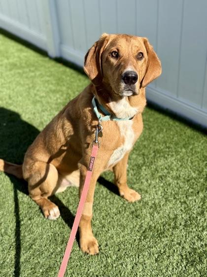 Enlarge Beaux, a Adoptable mixed breed in Downers Grove, IL image 1/3