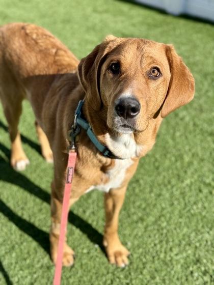 Enlarge Beaux, a Adoptable mixed breed in Downers Grove, IL image 2/3