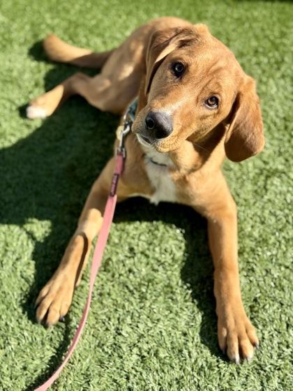 Enlarge Beaux, a Adoptable mixed breed in Downers Grove, IL image 3/3