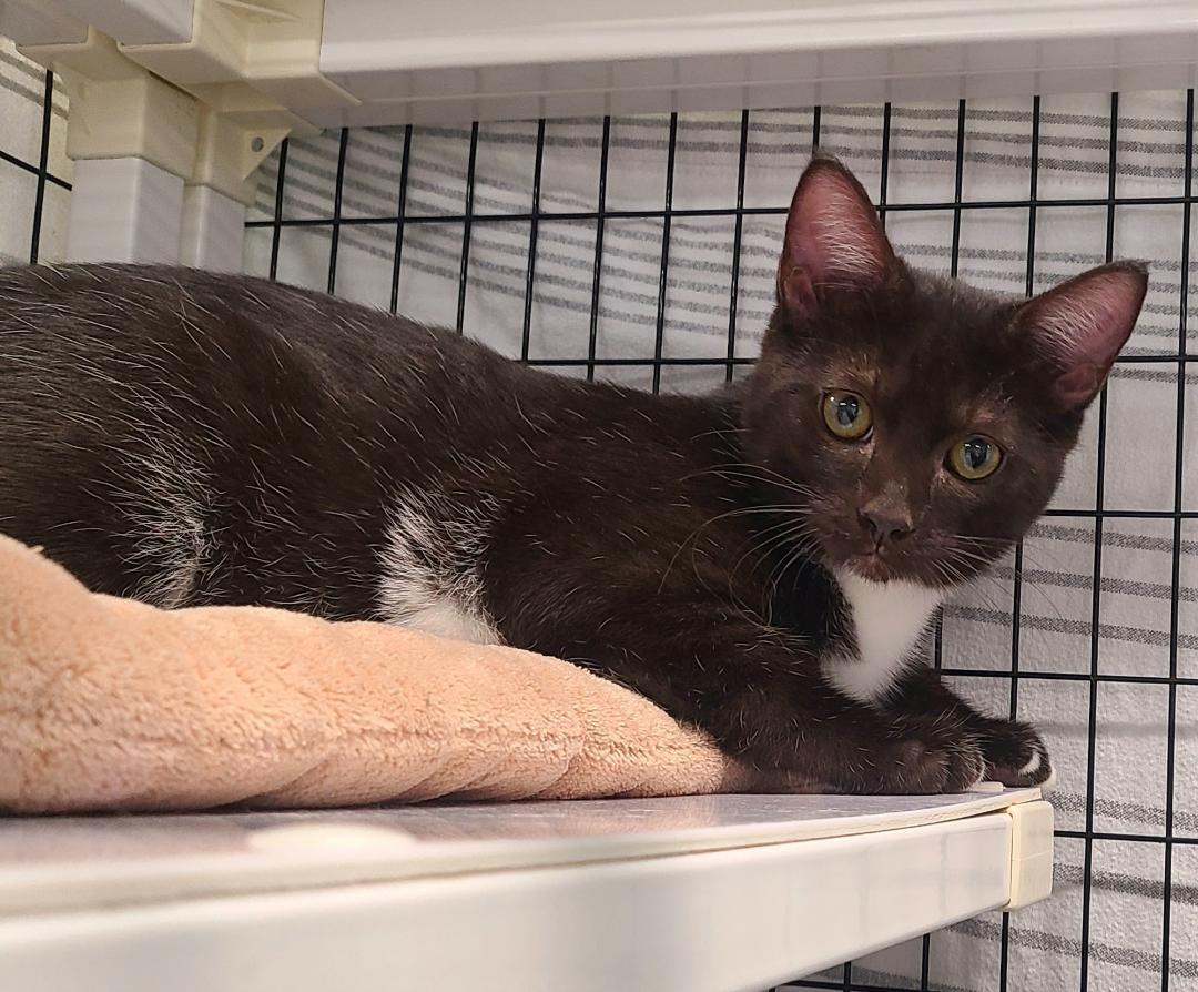 Enlarge Dottie & Rick, a Adoptable Domestic Short Hair in Kirkland, WA image 1/3
