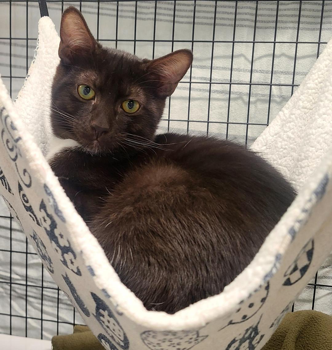Enlarge Dottie & Rick, a Adoptable Domestic Short Hair in Kirkland, WA image 2/3