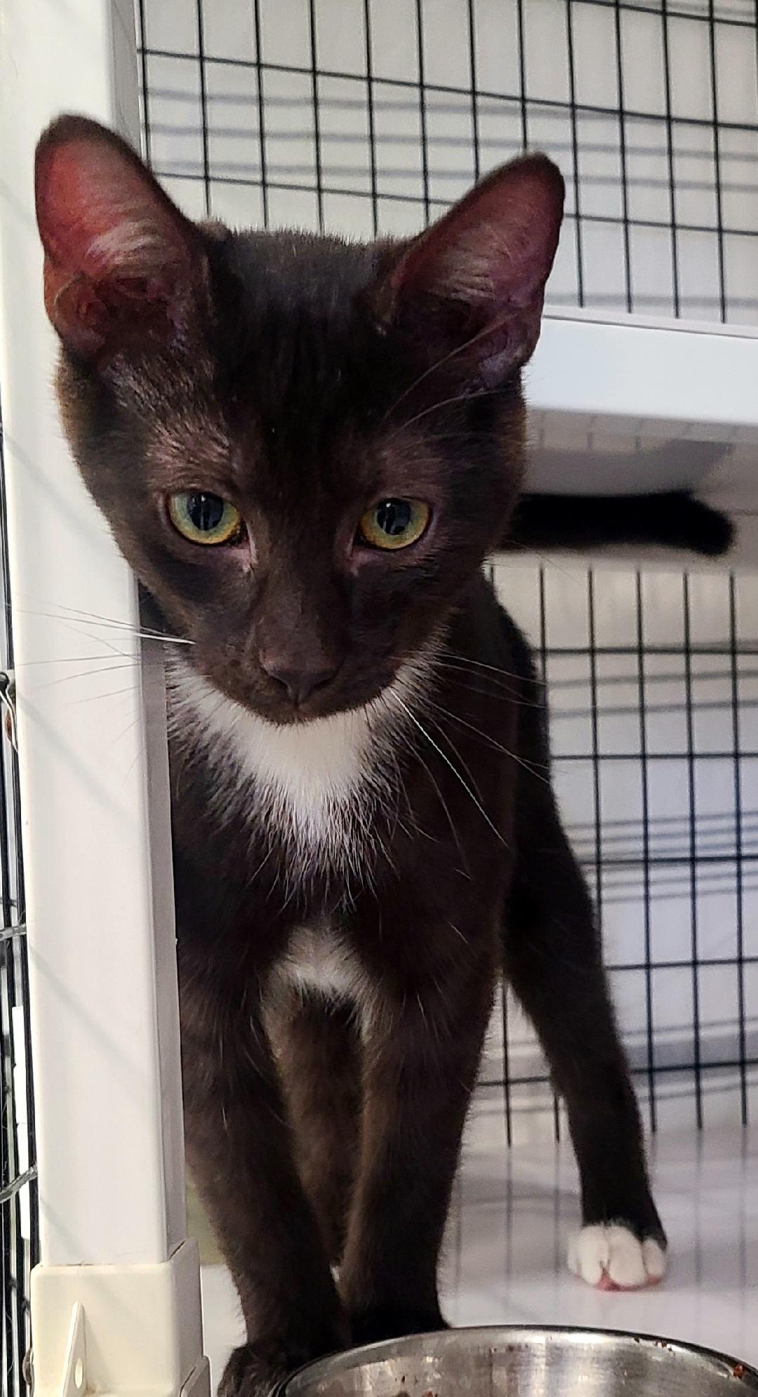 Enlarge Dottie & Rick, a Adoptable Domestic Short Hair in Kirkland, WA image 3/3