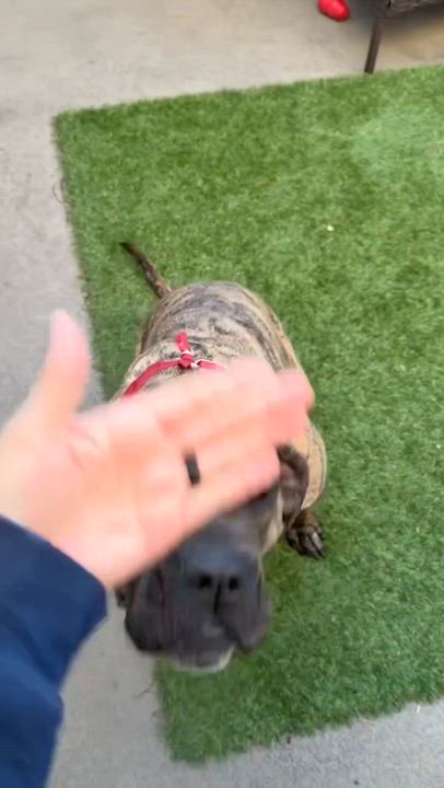 Enlarge Ginny, a Adoptable mixed breed in Los Angeles , CA video 6/6