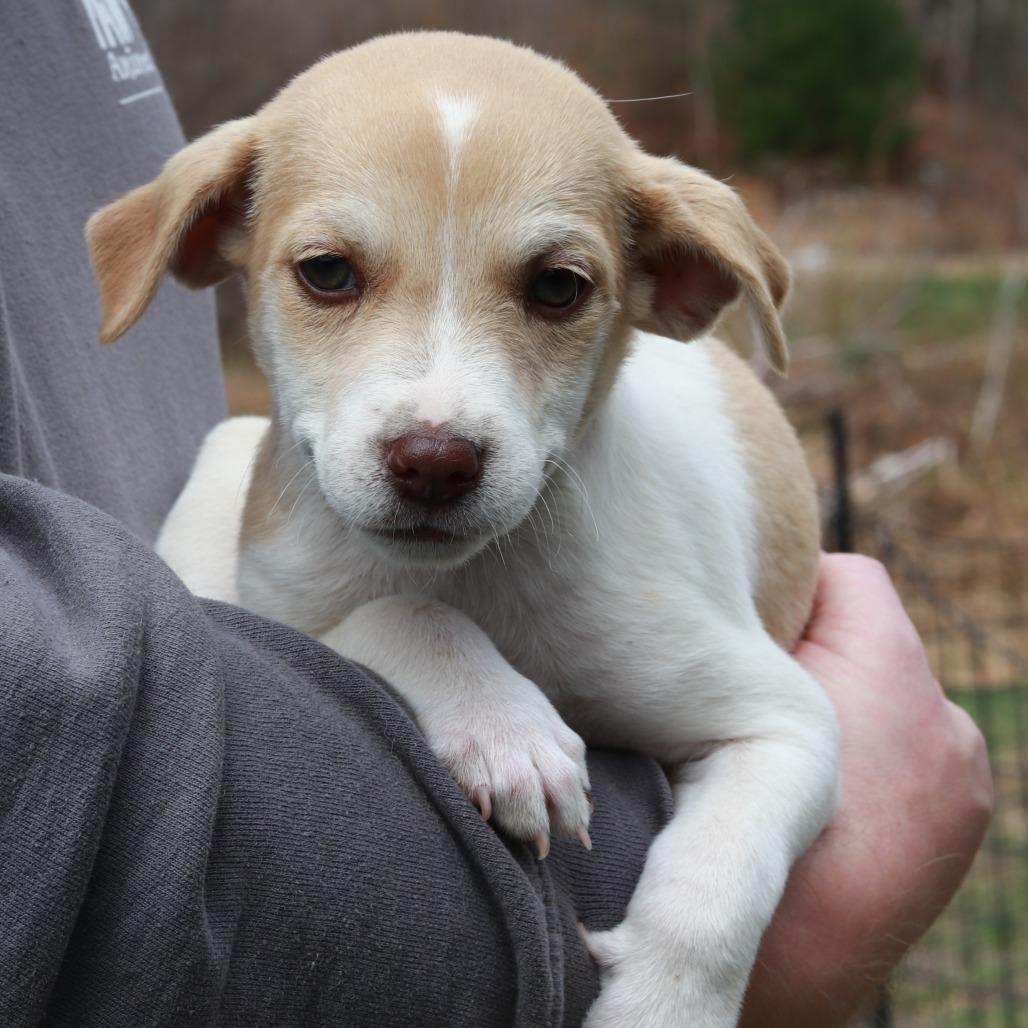 Enlarge CT Pilot avail Apr 25 (Ellington Earth Day- Ellington,CT), a Adoptable mixed breed in Stormville, NY image 1/2