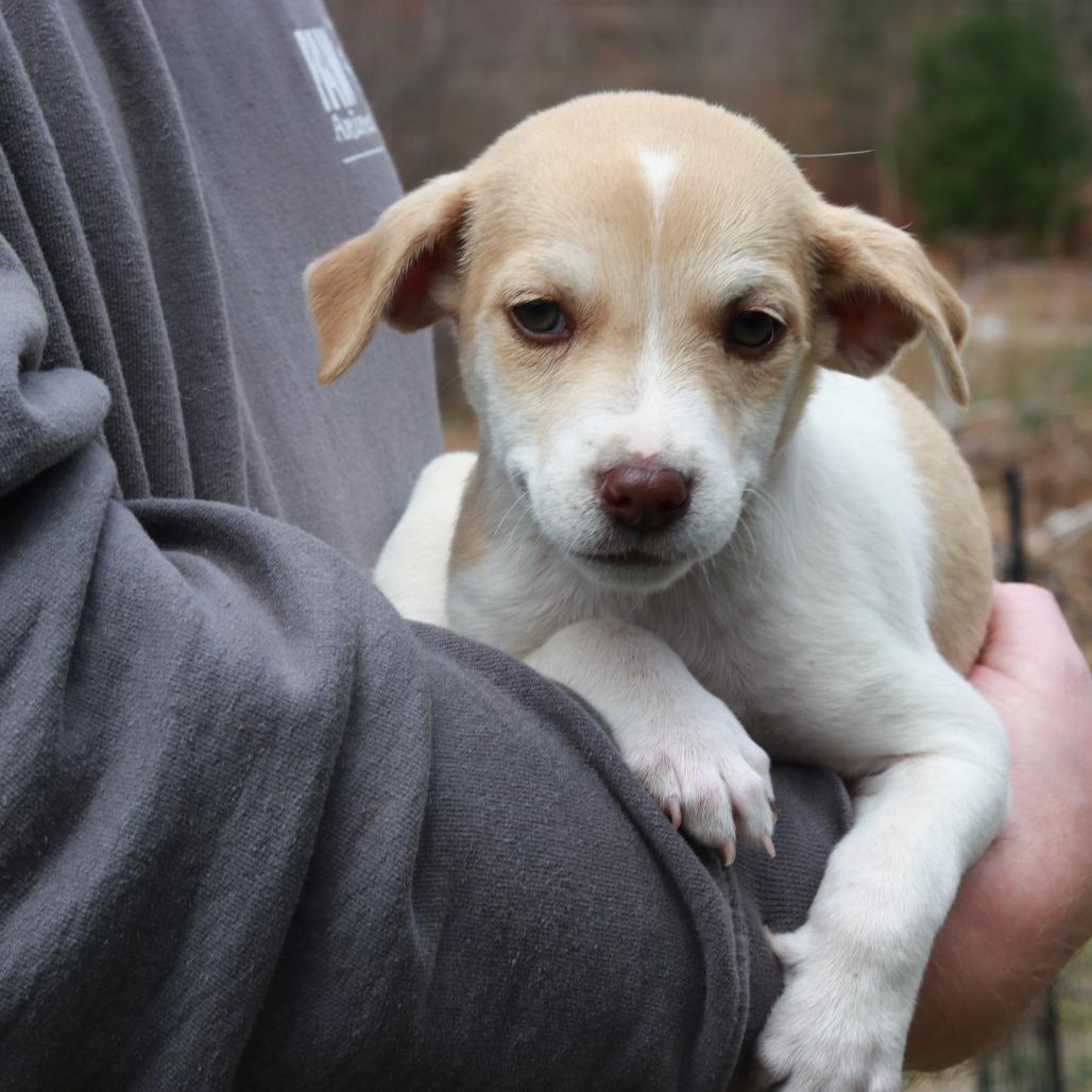 Enlarge CT Pilot avail Apr 25 (Ellington Earth Day- Ellington,CT), a Adoptable mixed breed in Stormville, NY image 2/2