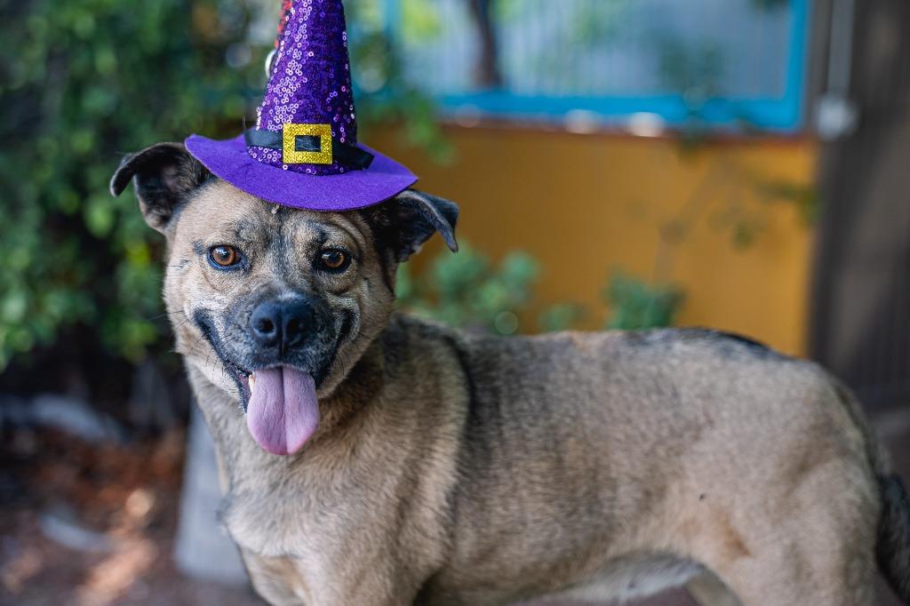 Gigi, Adoptable, Young Female Black Mouth Cur & American Staffordshire Terrier.