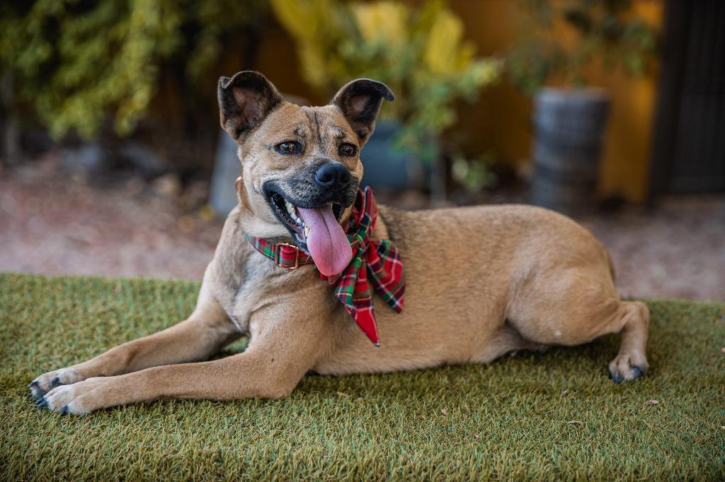 Enlarge Gigi, a Adoptable mixed breed in Anacortes, WA image 2/6