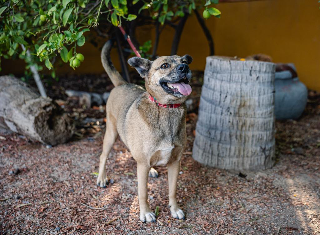 Enlarge Gigi, a Adoptable mixed breed in Anacortes, WA image 2/6