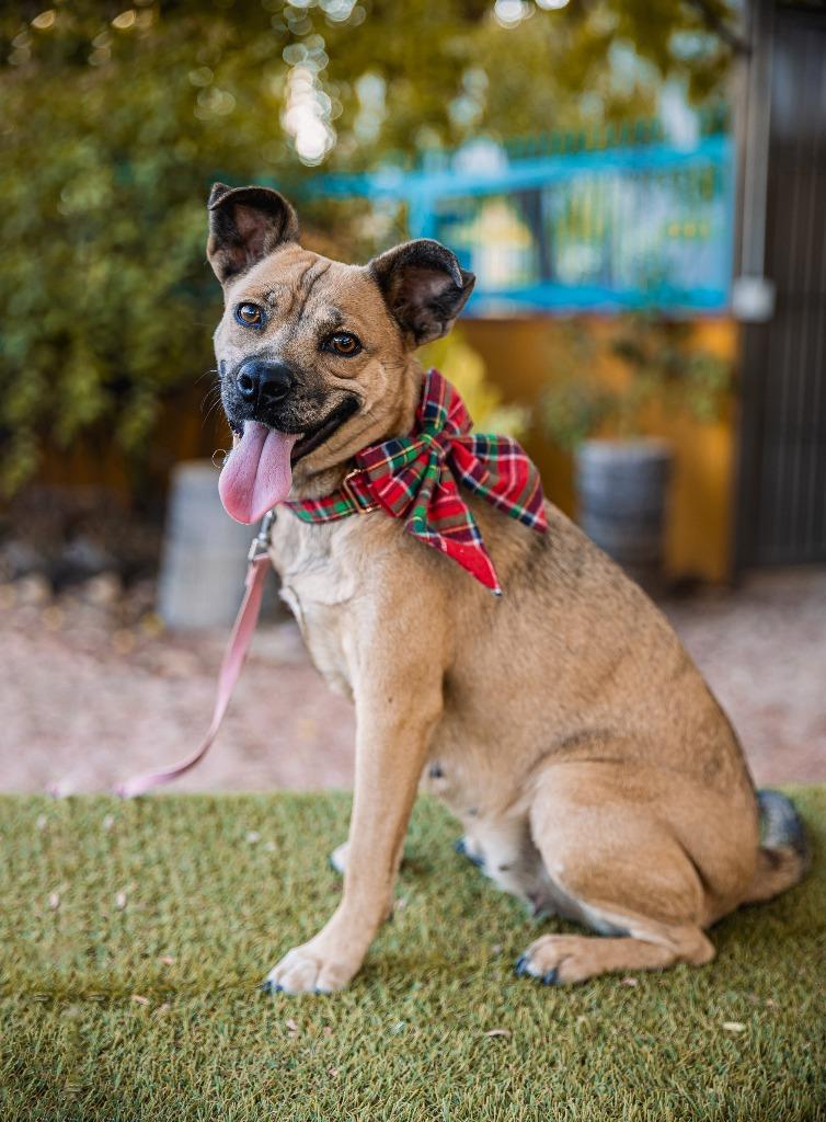 Enlarge Gigi, a Adoptable mixed breed in Anacortes, WA image 4/6