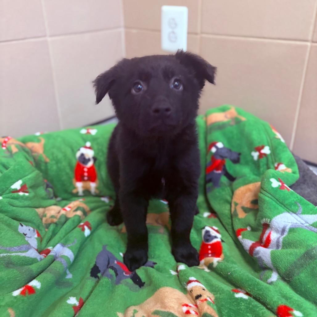 Pabbie, an adoptable mixed breed in Fenton, MI image 1/2