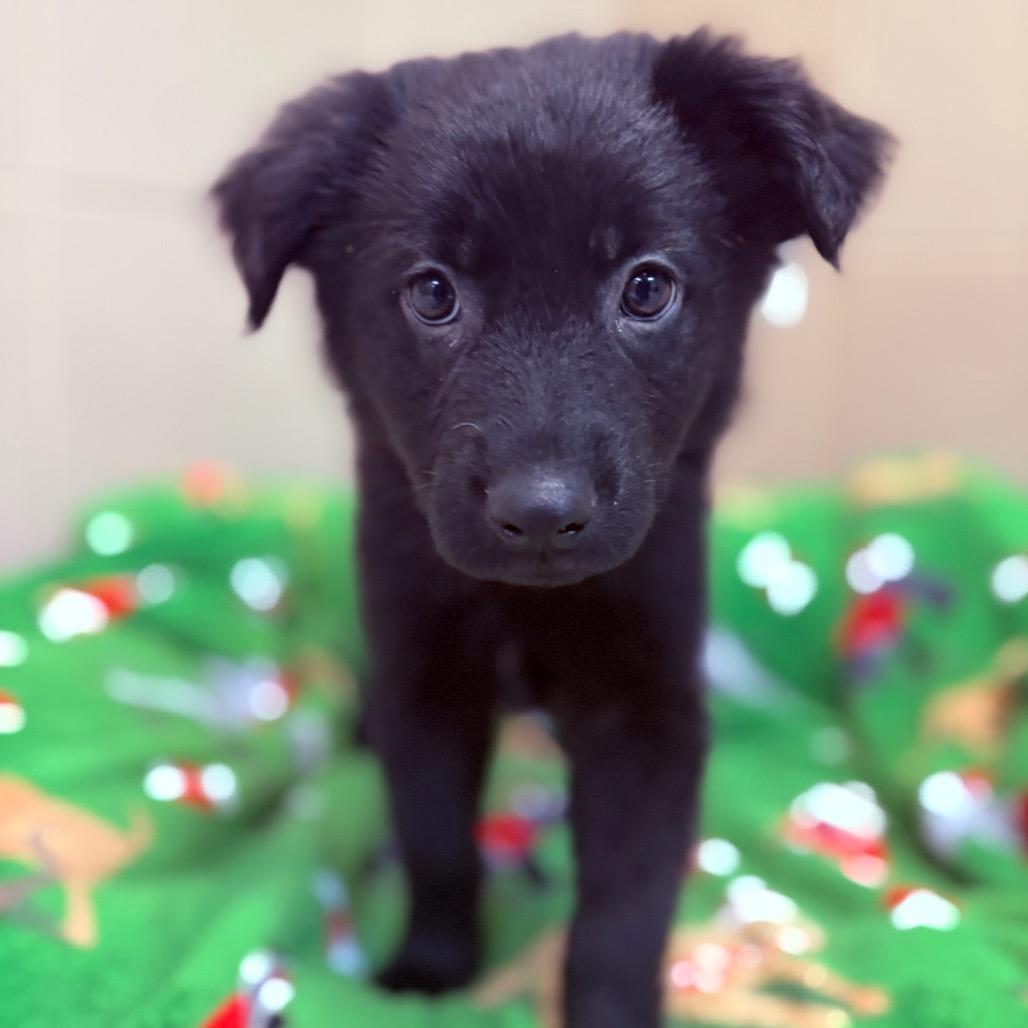 Pabbie, an adoptable mixed breed in Fenton, MI image 2/2