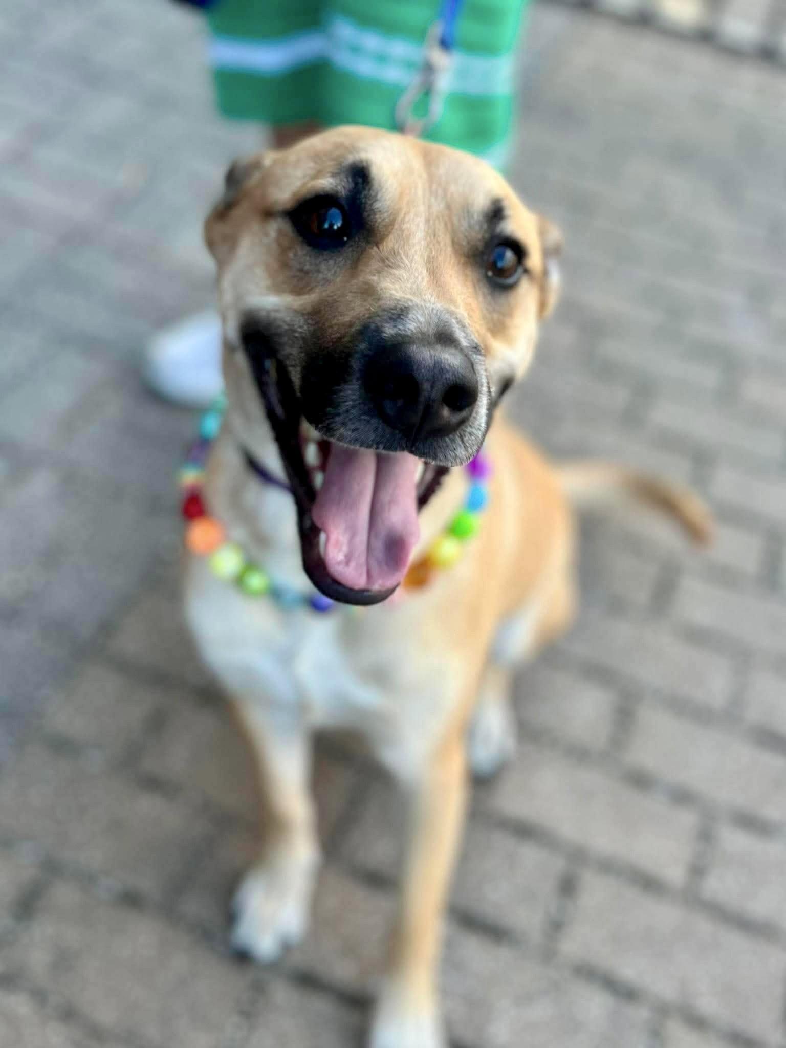 Tomahawk, Adopted, Young Male Shepherd.