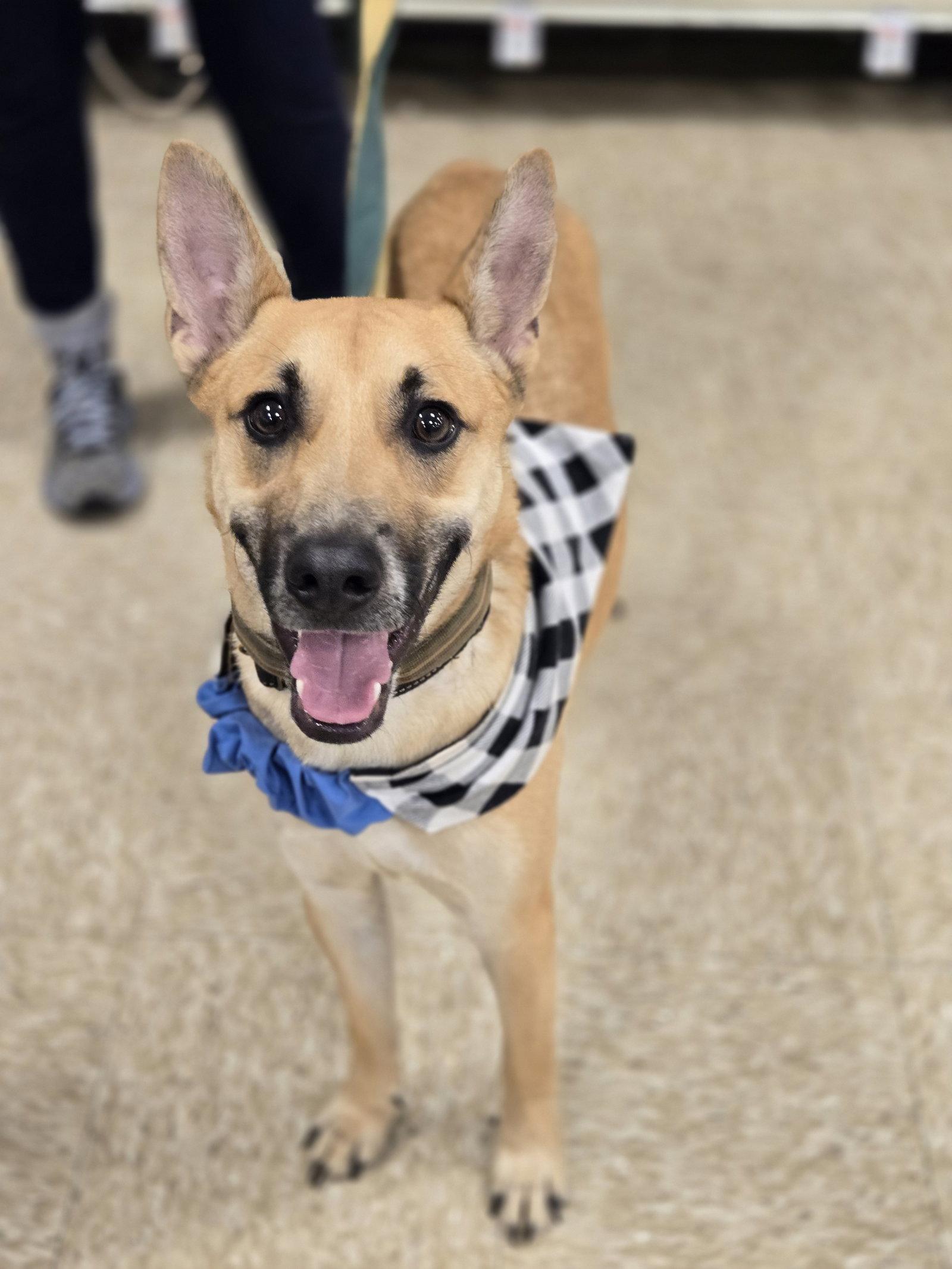 Tomahawk, a Adopted Shepherd in Minneapolis, MN image 2/3