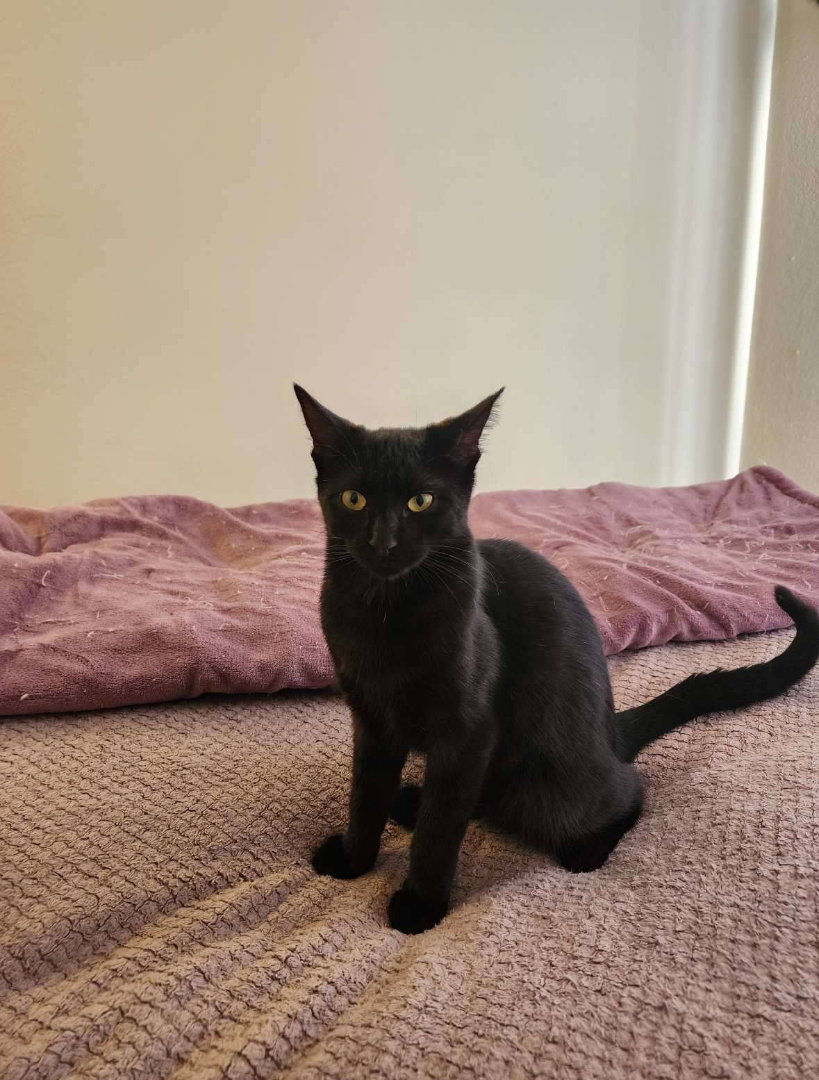 Enlarge Wednesday, a Adoptable Domestic Short Hair in Crockett, CA image 1/1