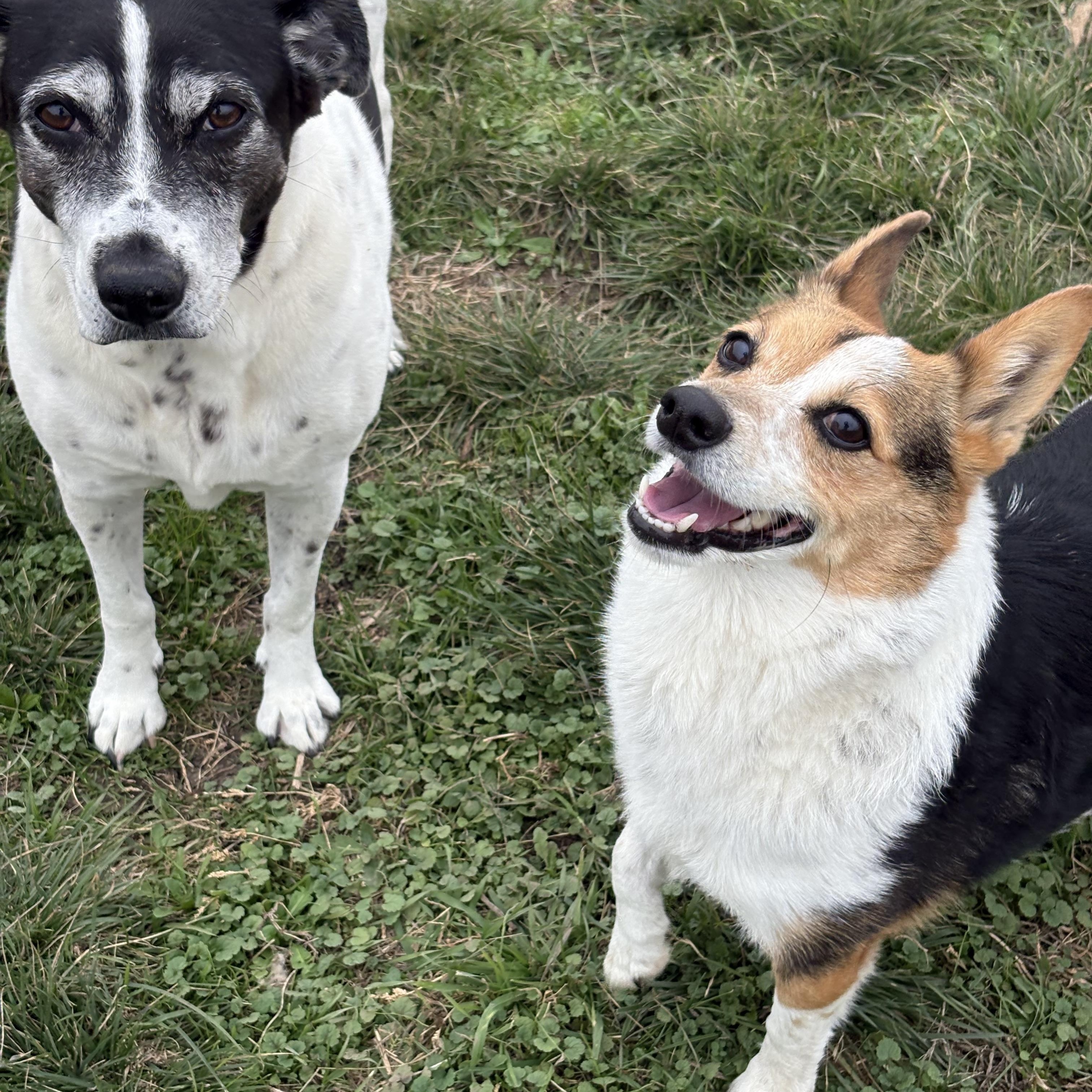 Dixie And Little Girl thumbnail 4