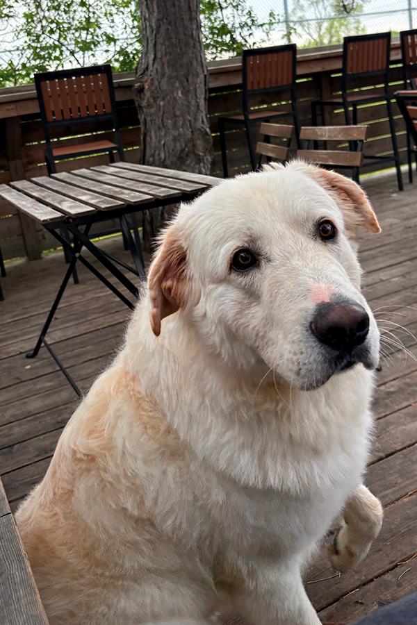 Enlarge Kobe - Courtesy Listing, an adopted mixed breed in Carlsbad Springs, ON image 2/4