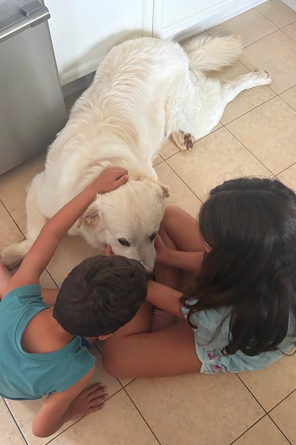 Enlarge Kobe - Courtesy Listing, an adopted mixed breed in Carlsbad Springs, ON image 4/4