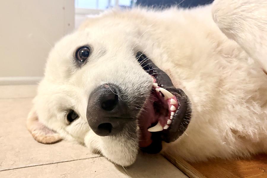 Enlarge Kobe - Courtesy Listing, an adopted mixed breed in Carlsbad Springs, ON image 3/4